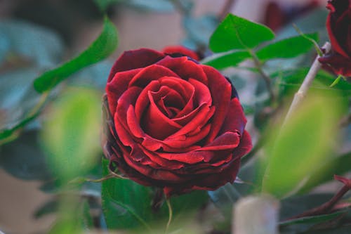 免费 红玫瑰 素材图片