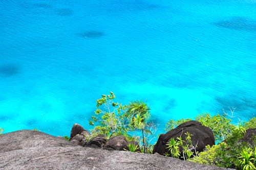 Árbol Verde Junto Al Cuerpo De Agua Azul Durante El Día