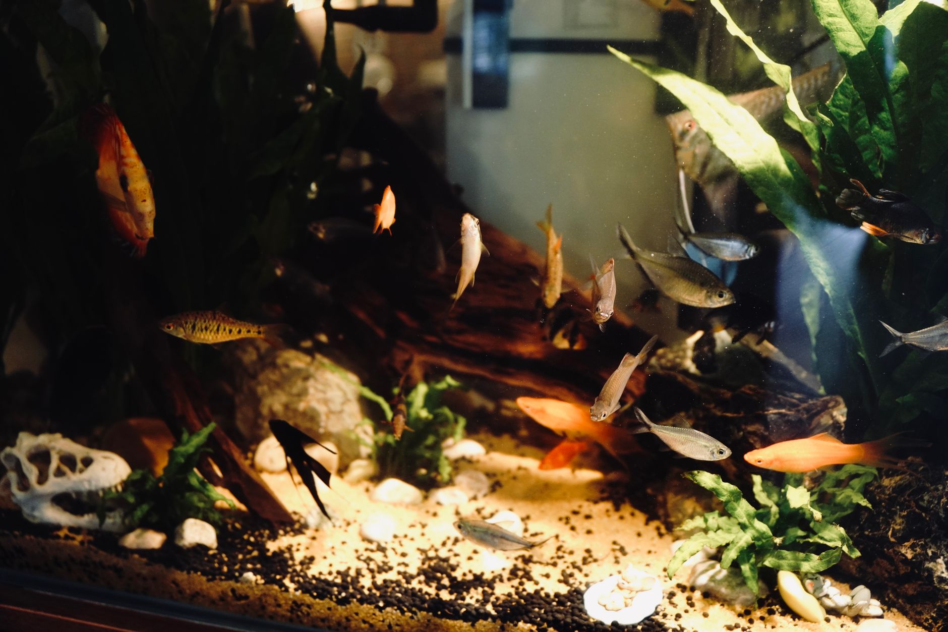 Best Aquarium Starter Kits Under $50 in 2026