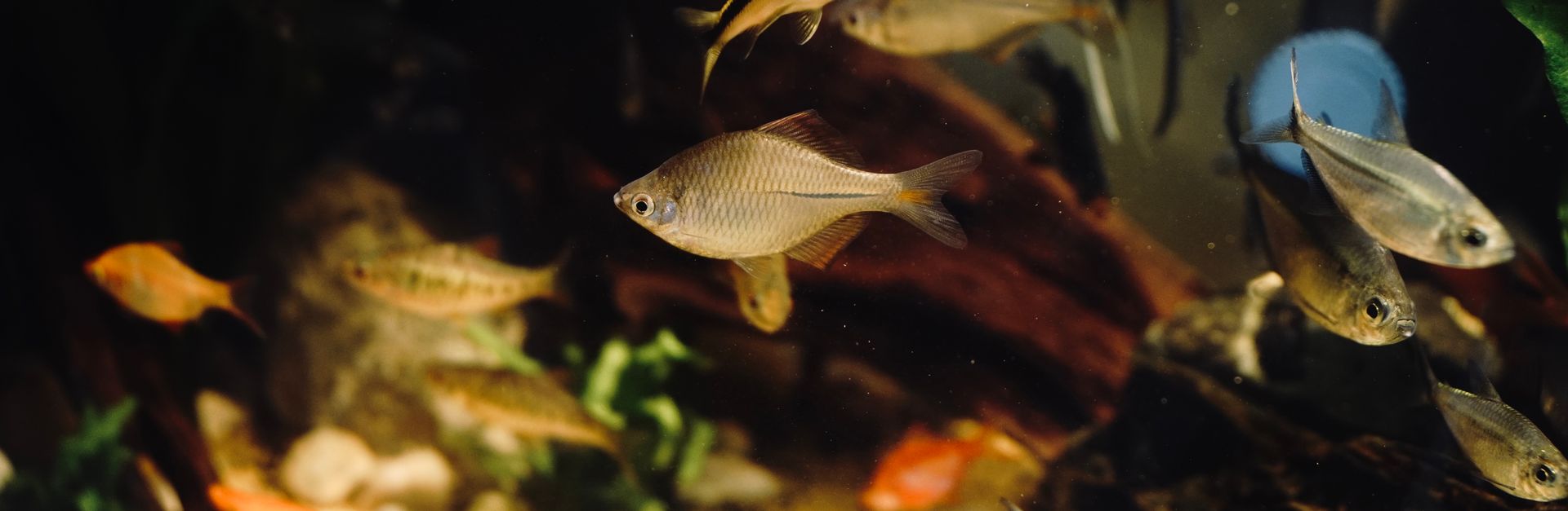 A vibrant scene of various tropical fish swimming amidst aquatic plants and rocks in a well-lit aqua