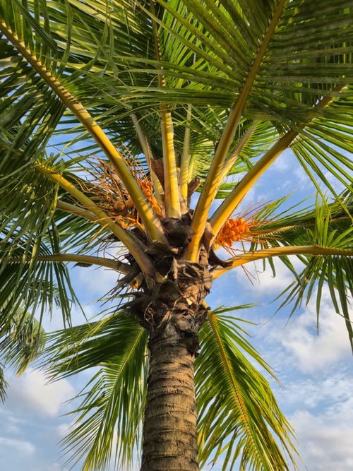 Free Explore the vibrant beauty of a coconut palm tree against a clear blue sky, showcasing nature's elegance. Stock Photo