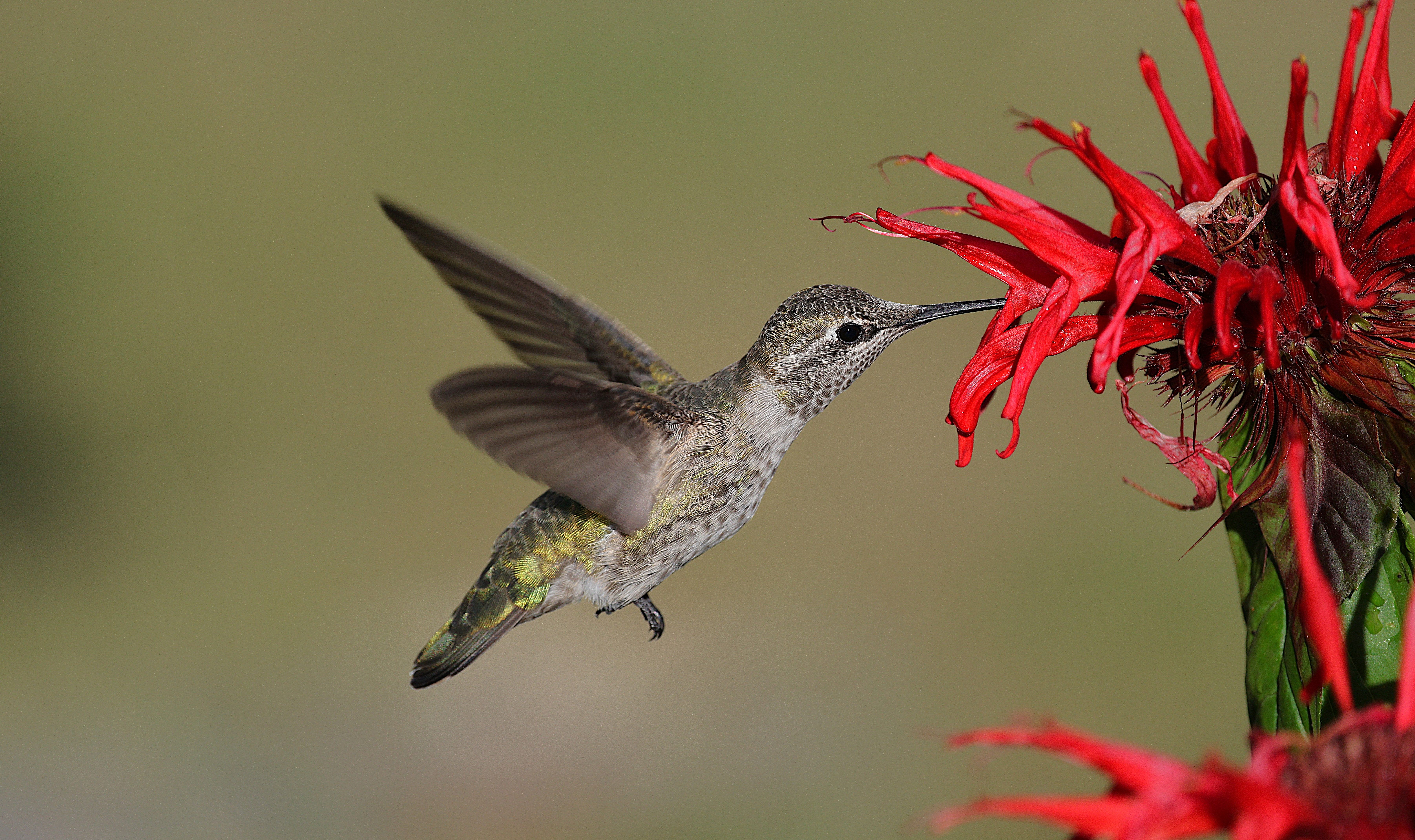 A hummingbird hovers mid-flight with wings blurred, approaching a vibrant red tubular flower against a soft green background.