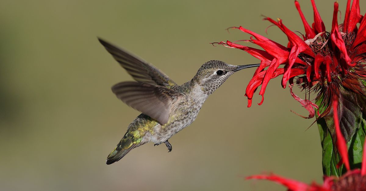 A hummingbird hovers mid-flight with wings blurred, approaching a vibrant red tubular flower against a soft green background.