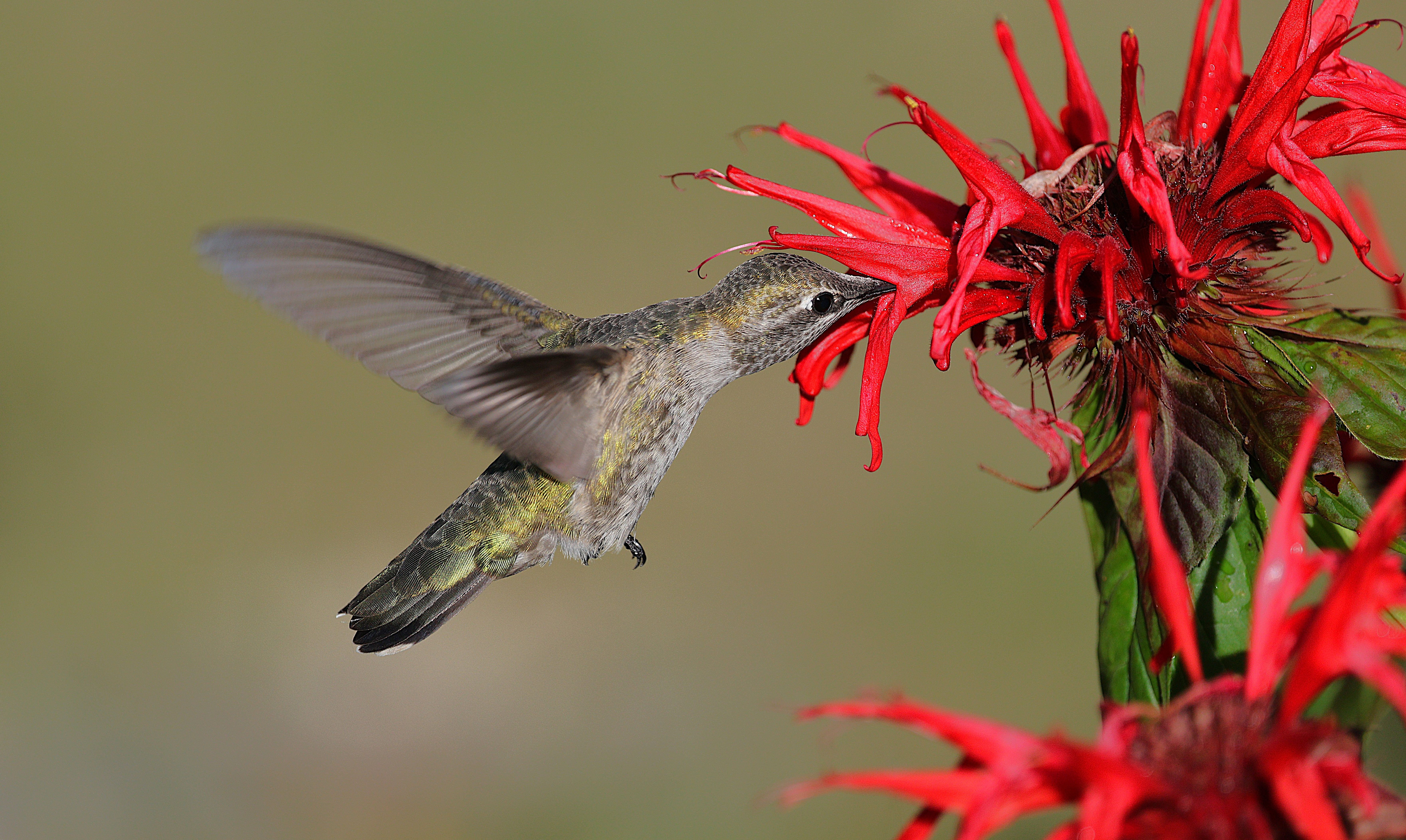 Close-up of an Anna's Hummingbird drinking nectar from vivid red flowers.