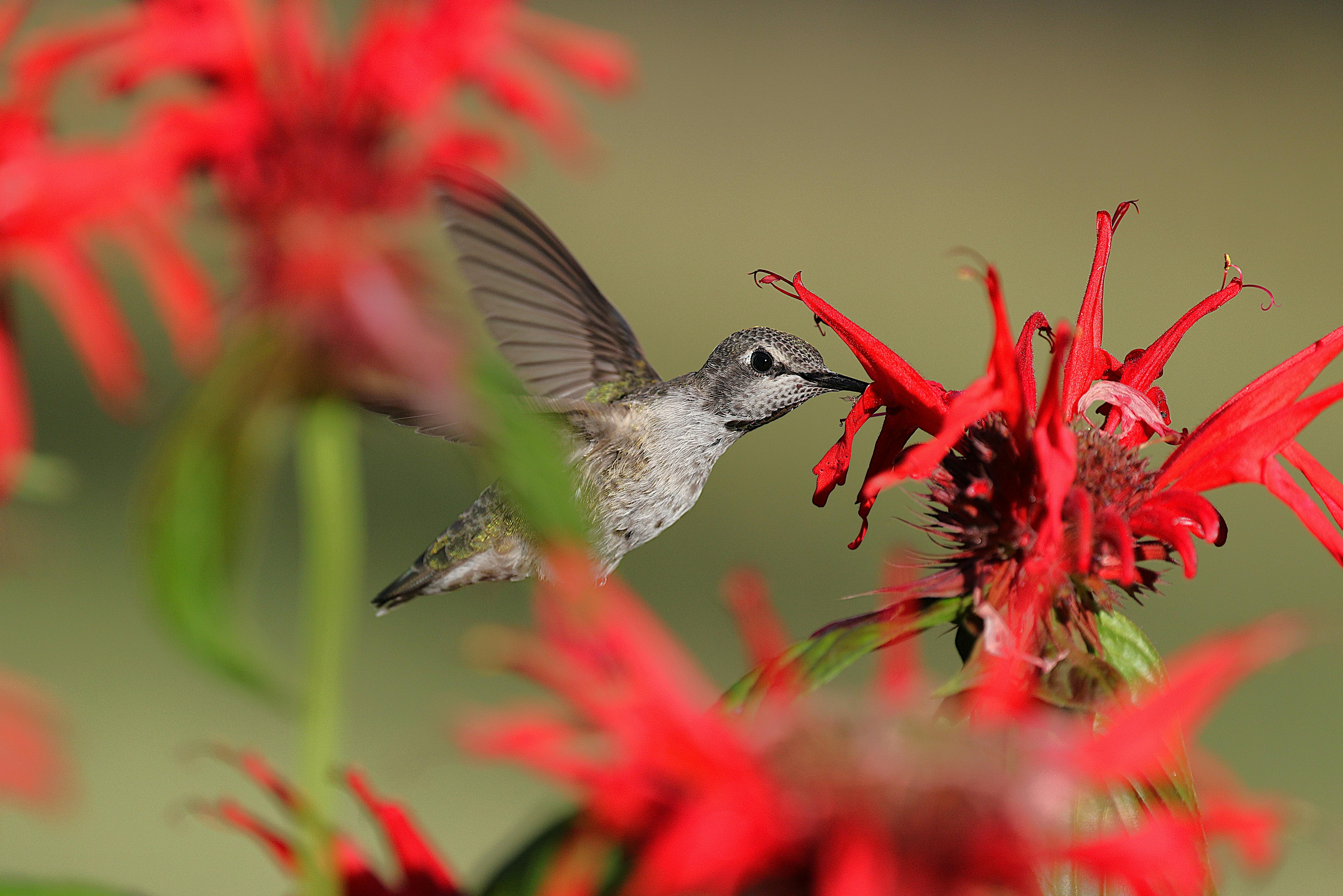 Close-up of an Anna's hummingbird feeding on vivid red flowers in a garden setting.