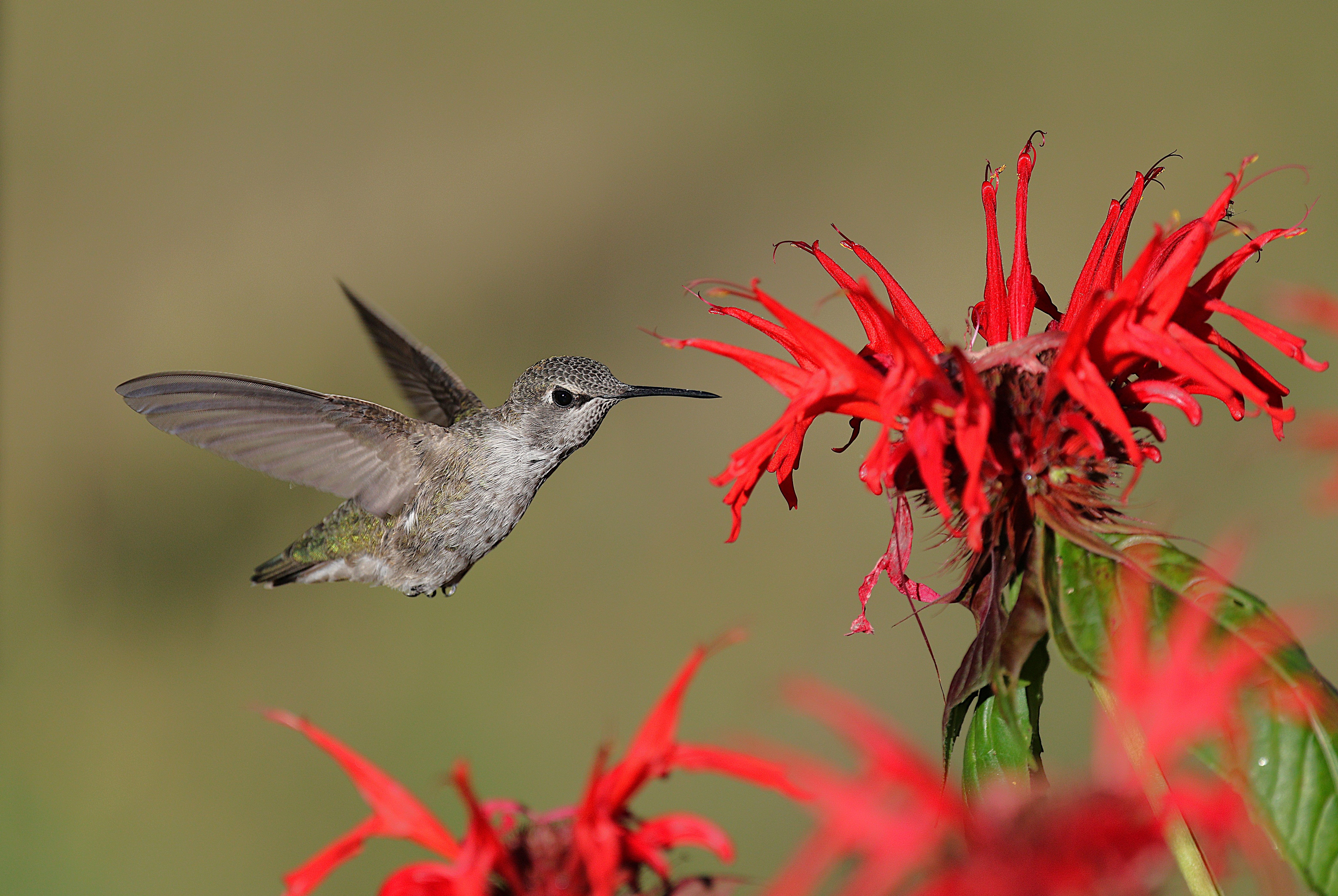 Close-up of an Anna's hummingbird hovering near vibrant red flowers in a serene garden setting.