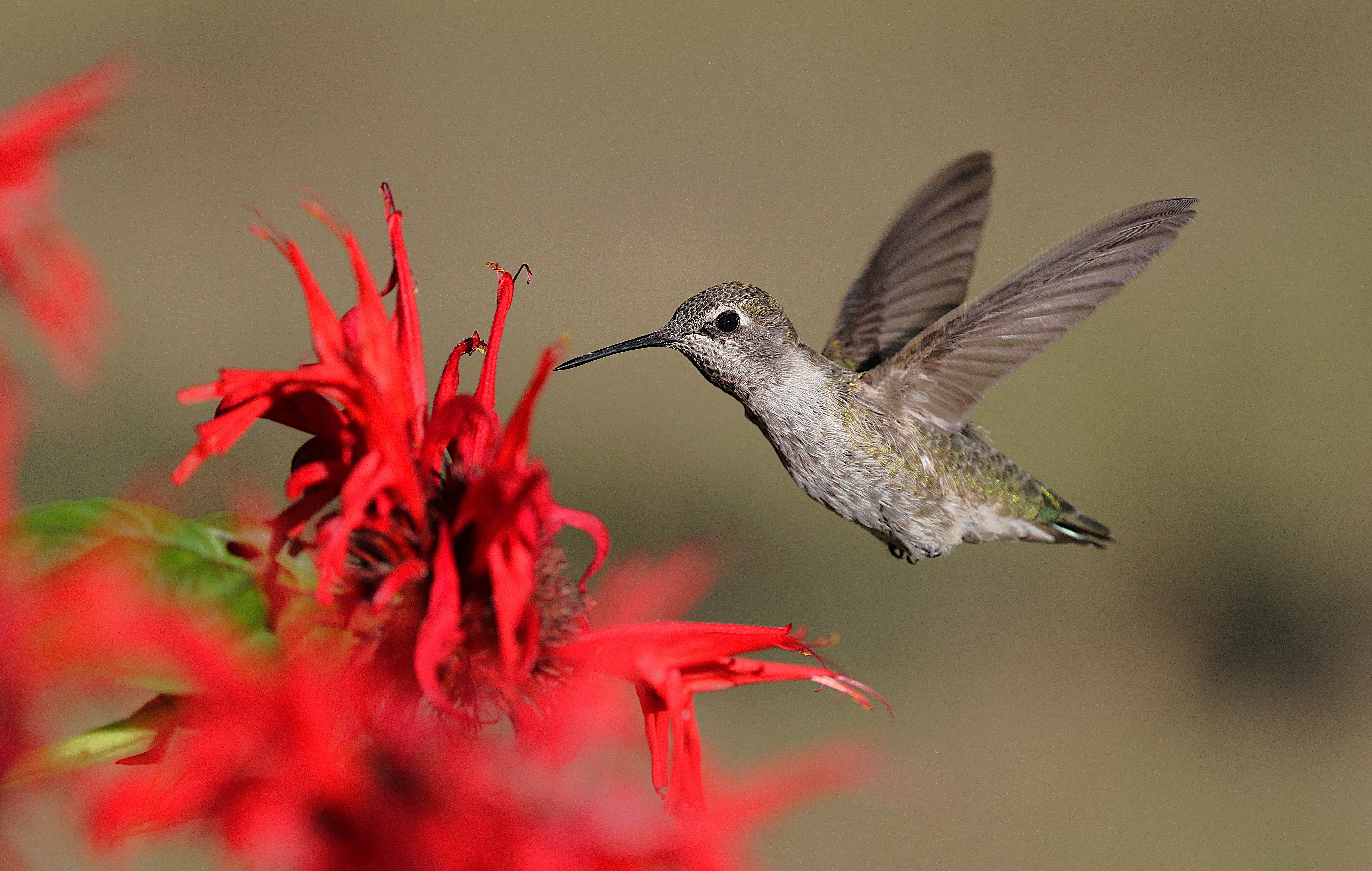 Close-up of an Anna's Hummingbird in flight near vibrant red flowers, showcasing natural beauty.