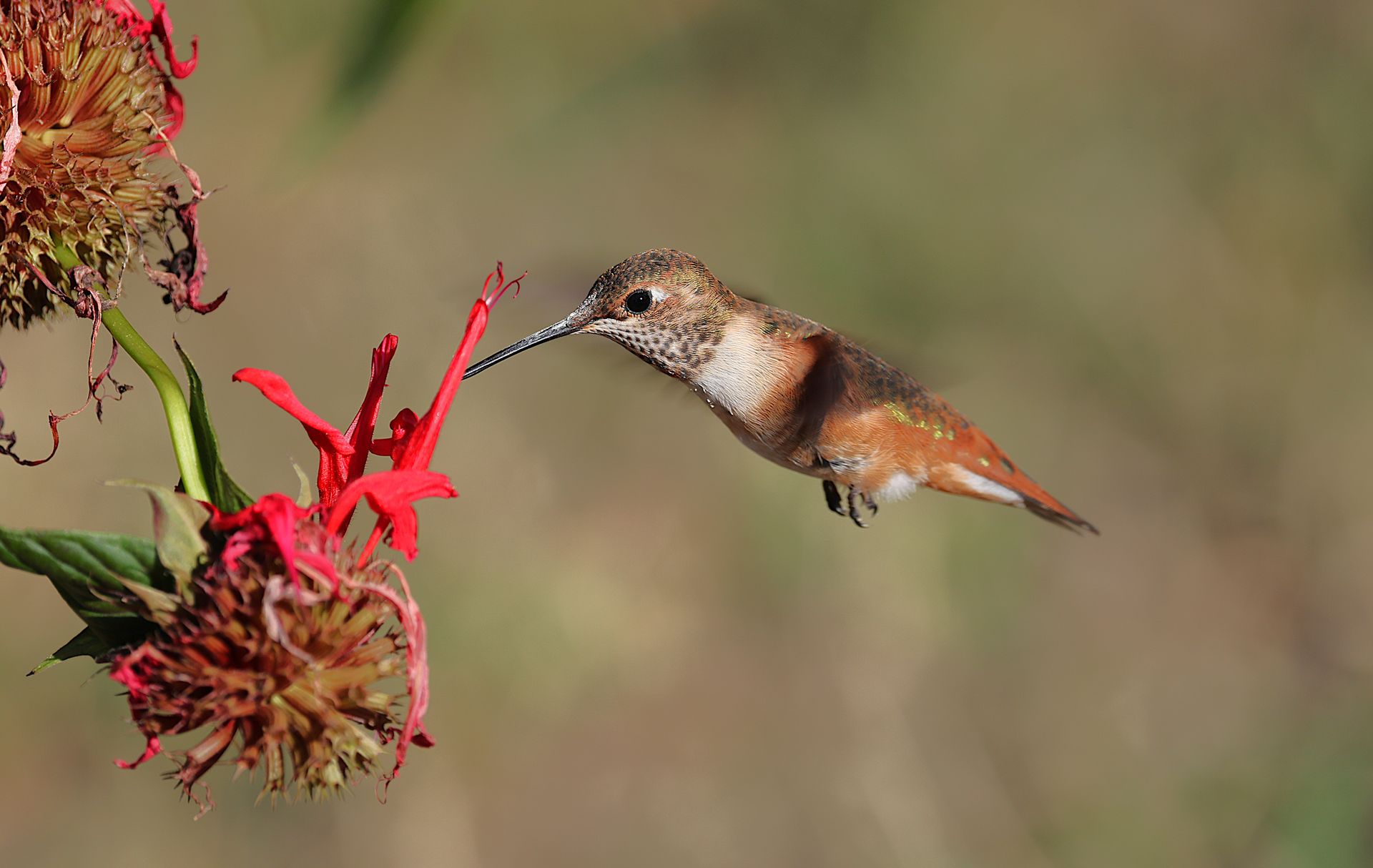 Rufous Hummingbird