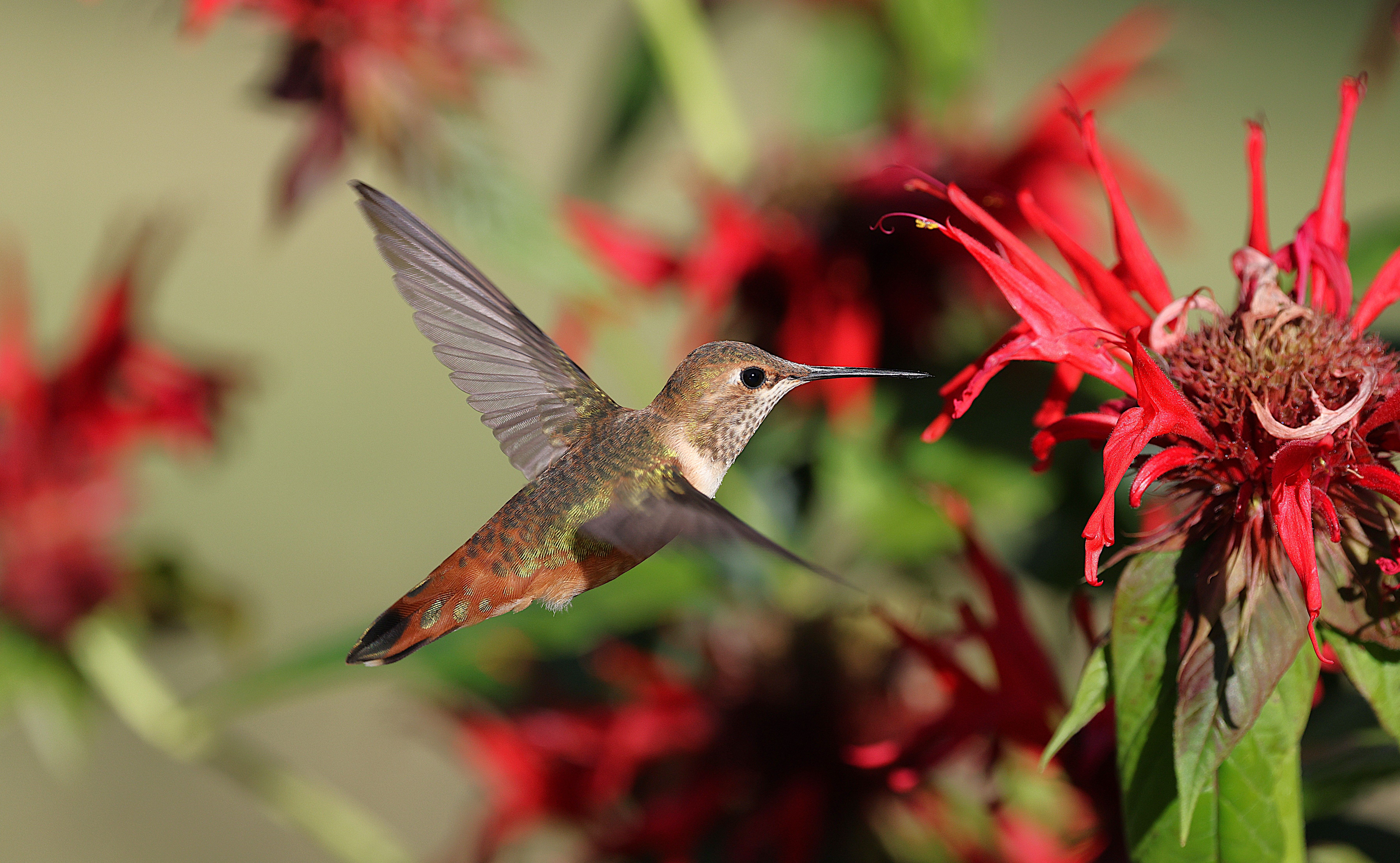 Rufous Hummingbird Hovering Near Red Flowers · Free Stock Photo