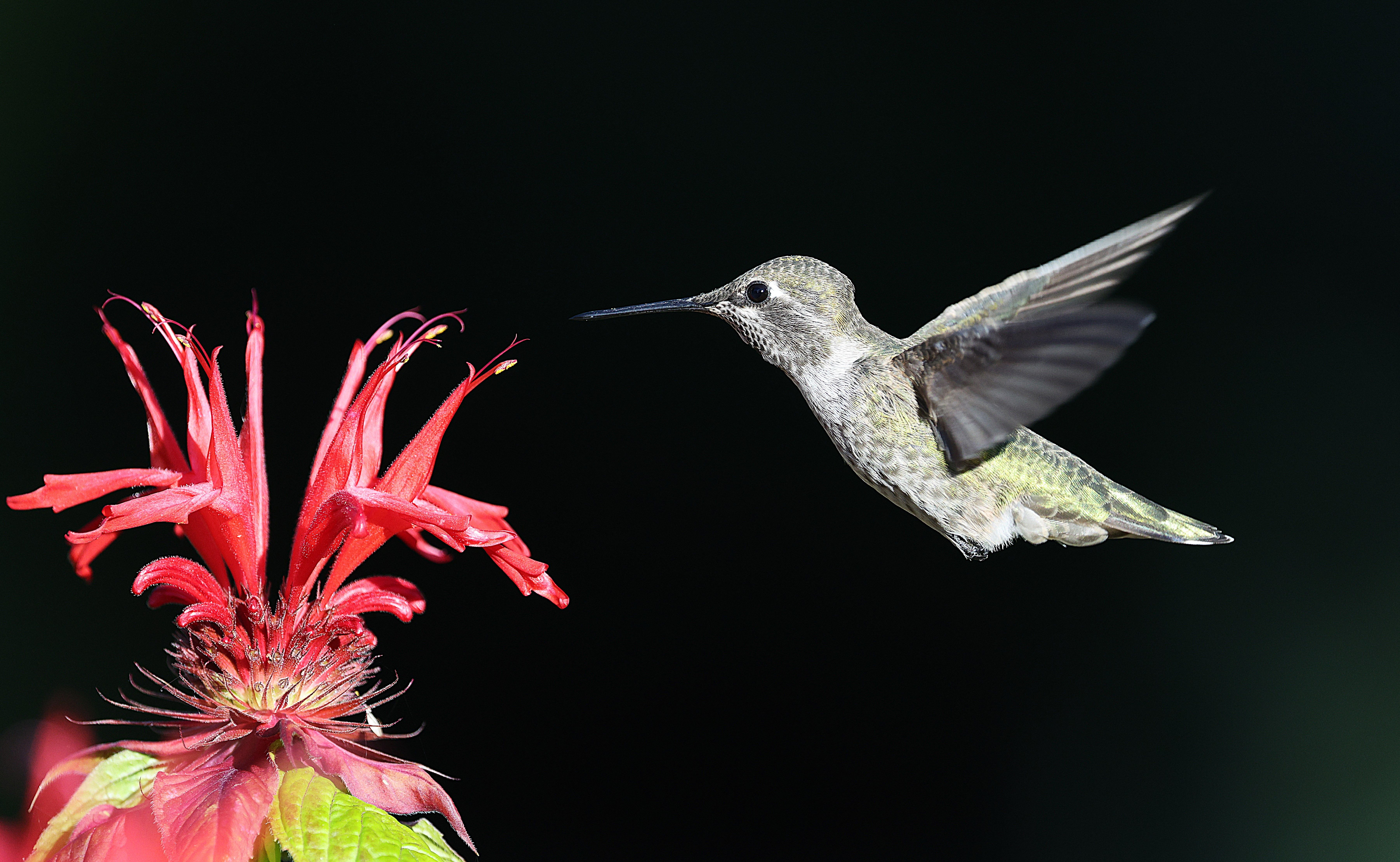 Anna's hummingbird in flight next to a vibrant red flower against a dark background.