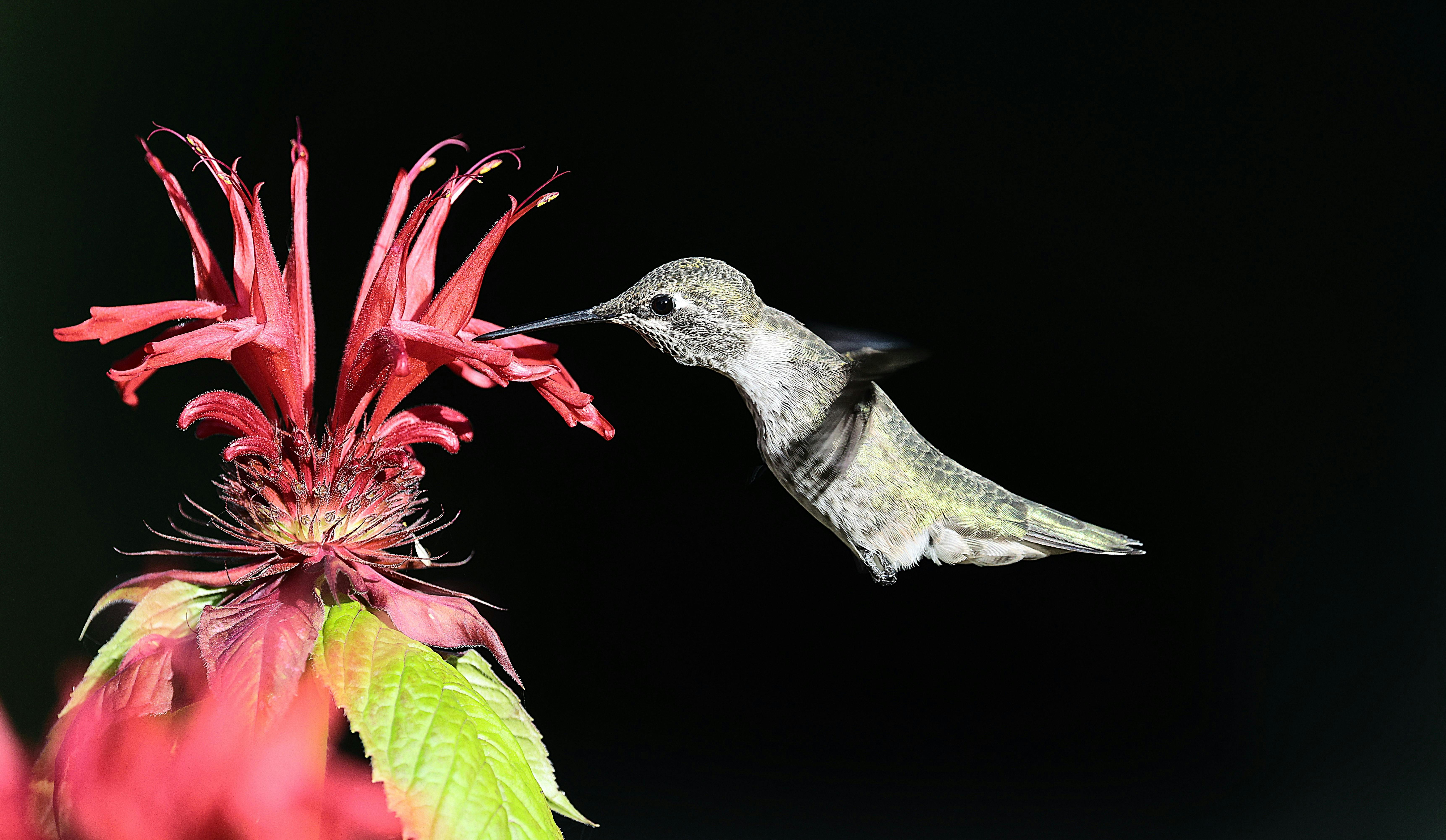 PMI Agile Certified Practitioner