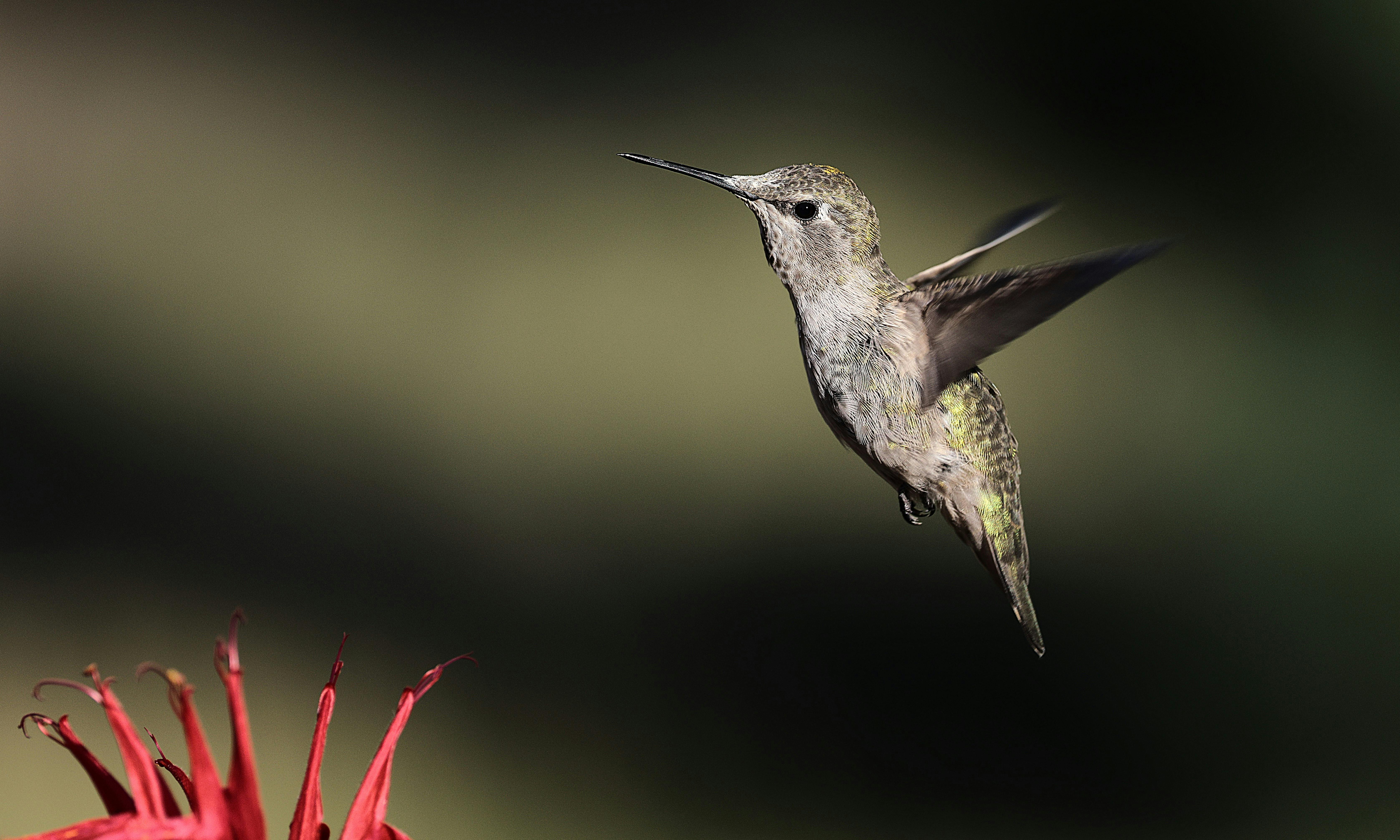 Directing Flexible Groups