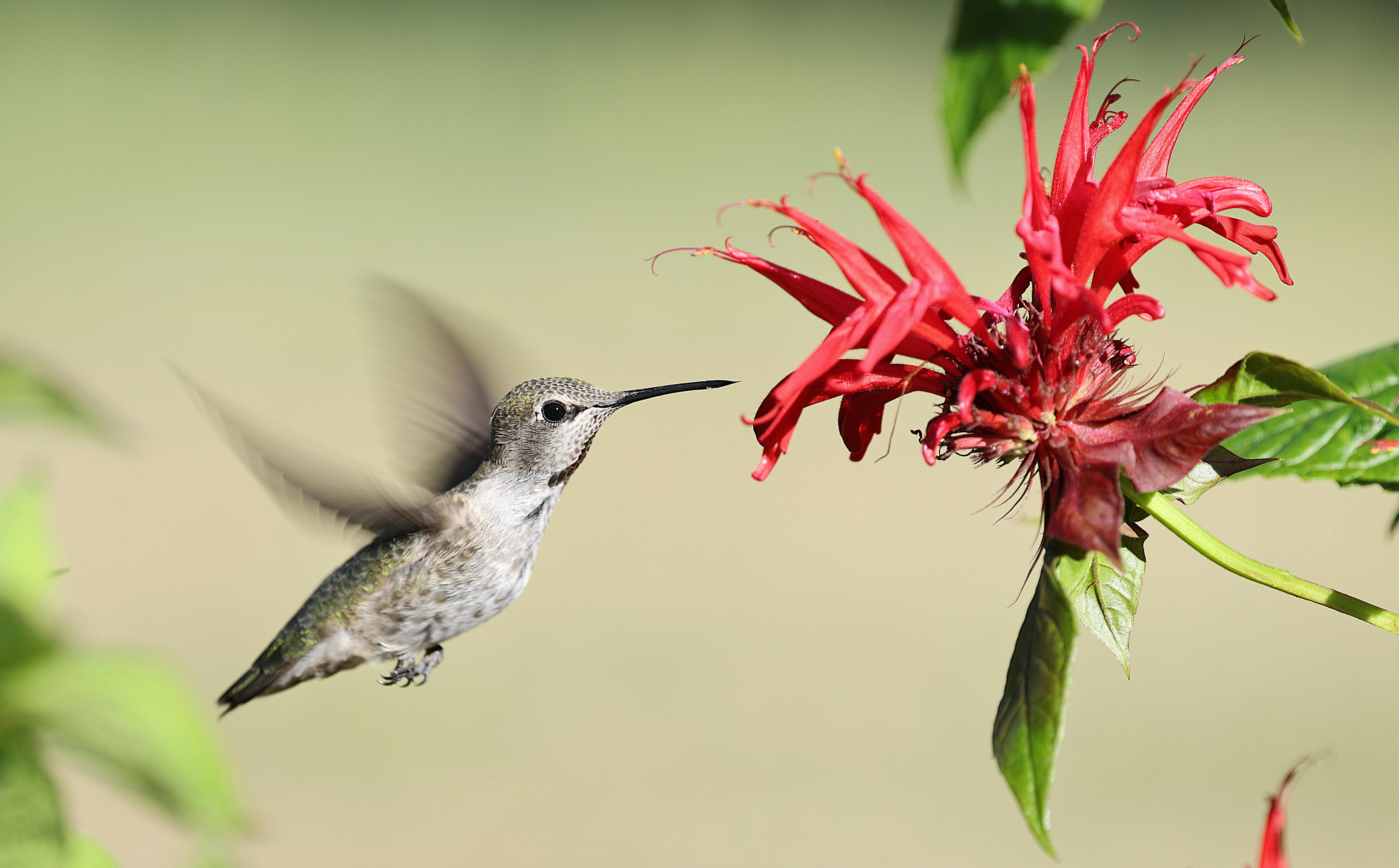 A stunning close-up of an Anna's hummingbird feeding on a red bee balm flower.