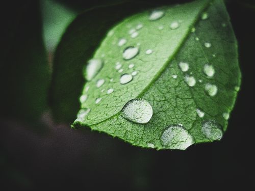 Free Close-up of a green leaf covered with water droplets, highlighting nature's intricate details. Stock Photo