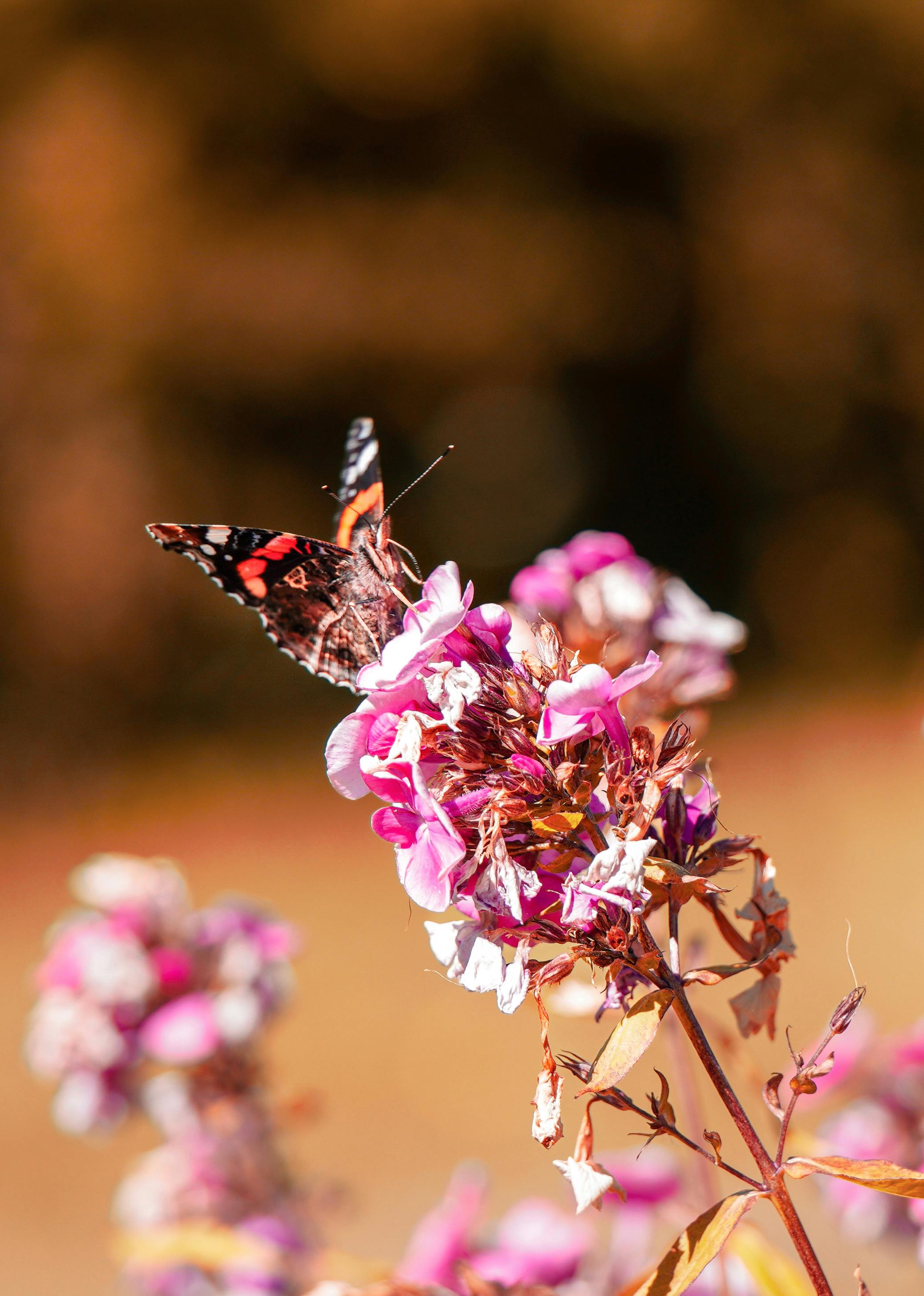 Vanessa+Videl Photos, Download The BEST Free Vanessa+Videl Stock Photos