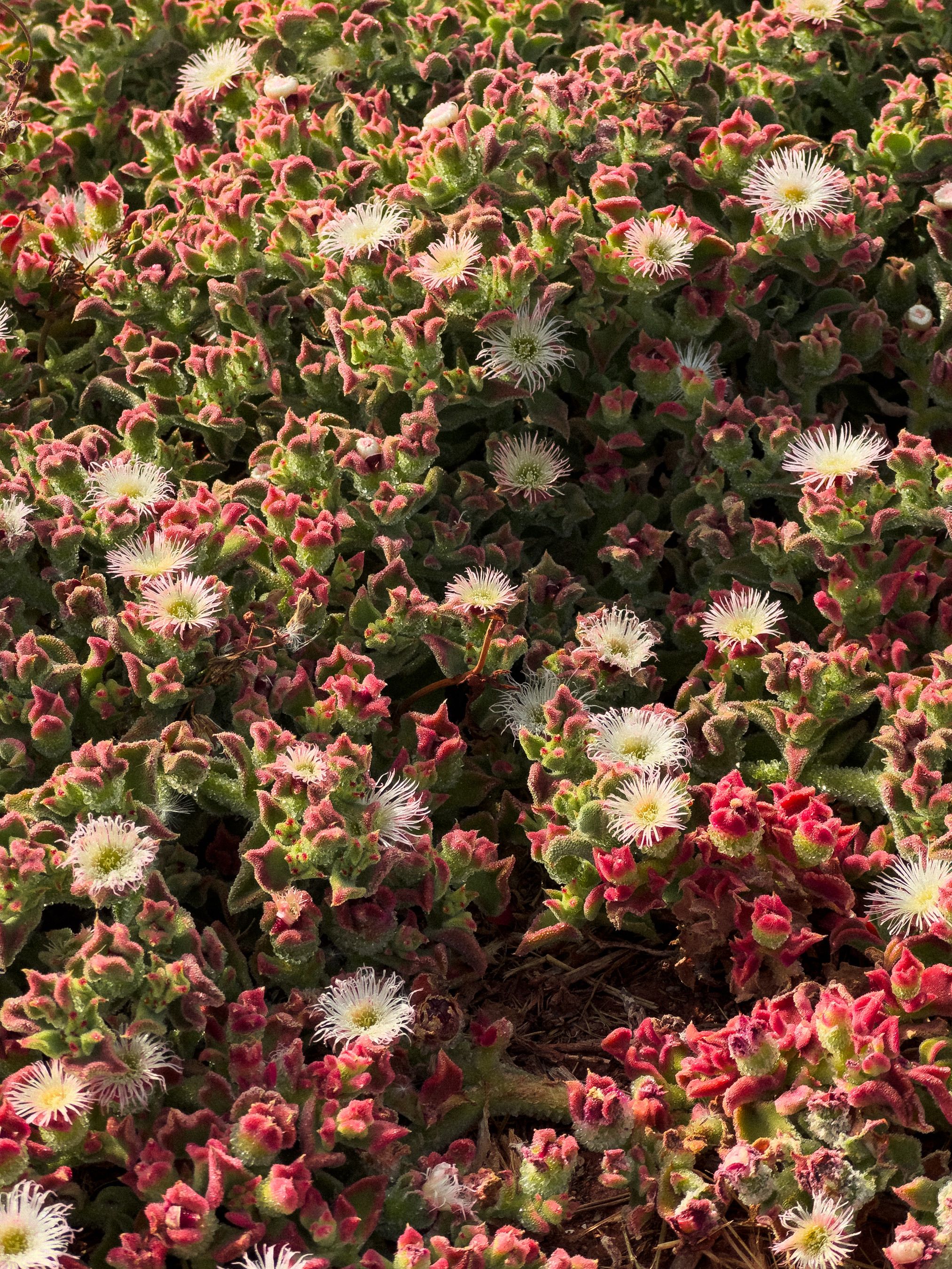 Blooming desert succulent flowers