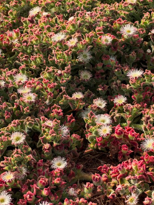 Free Bright ice plant blooms adding vibrant color to a garden landscape. Stock Photo