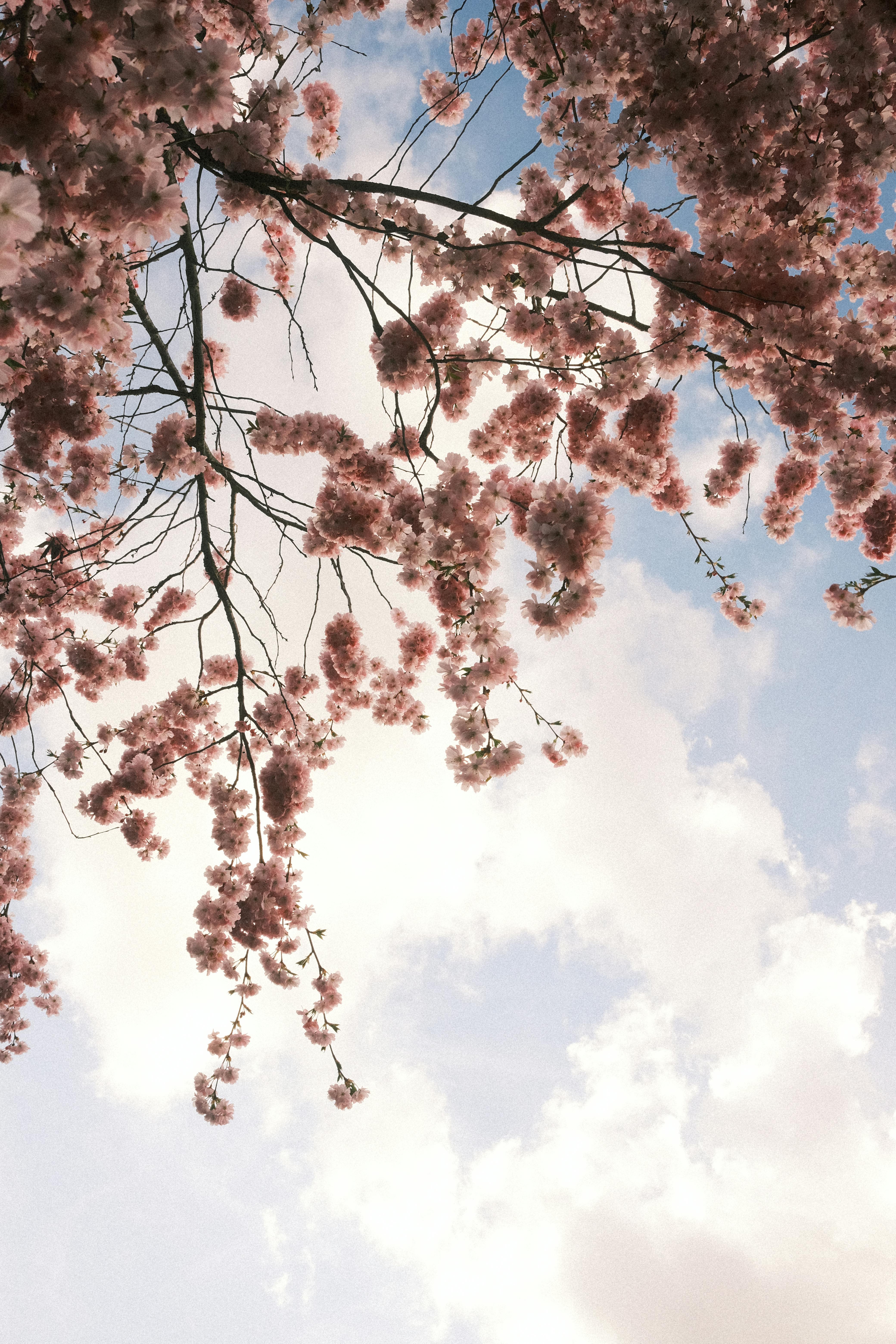 Serene Cherry Blossoms Against a Blue Sky
