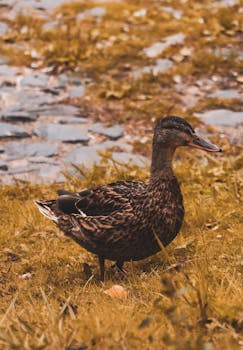 Mallard duck standing on grass near water, showcasing rich autumn colors.