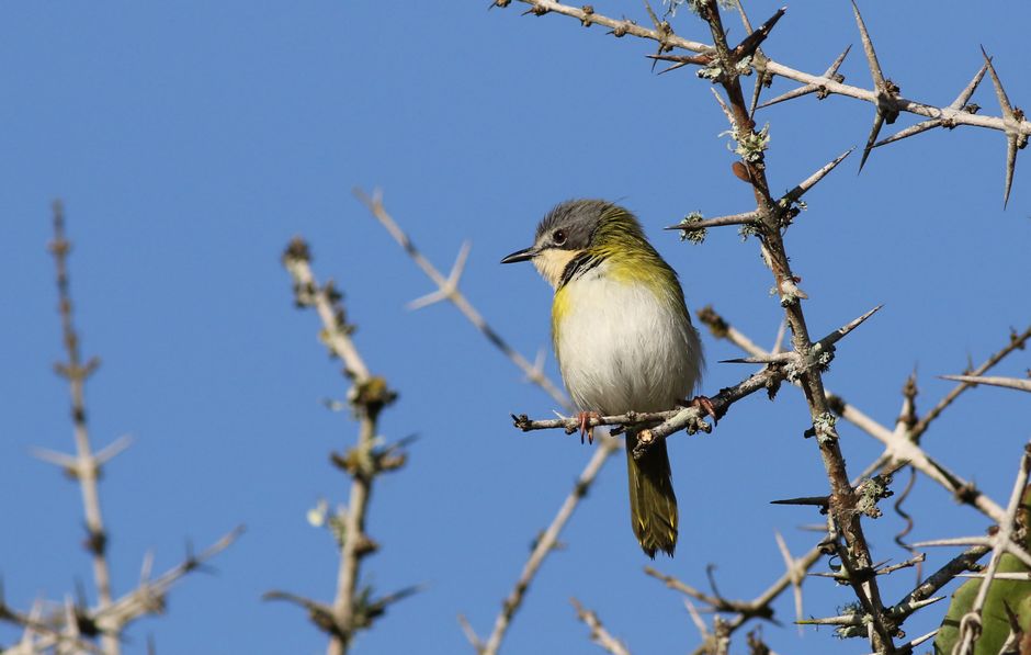 Rudd's Apalis perched on a thorny branch in a nature reserve, against a clear sky.