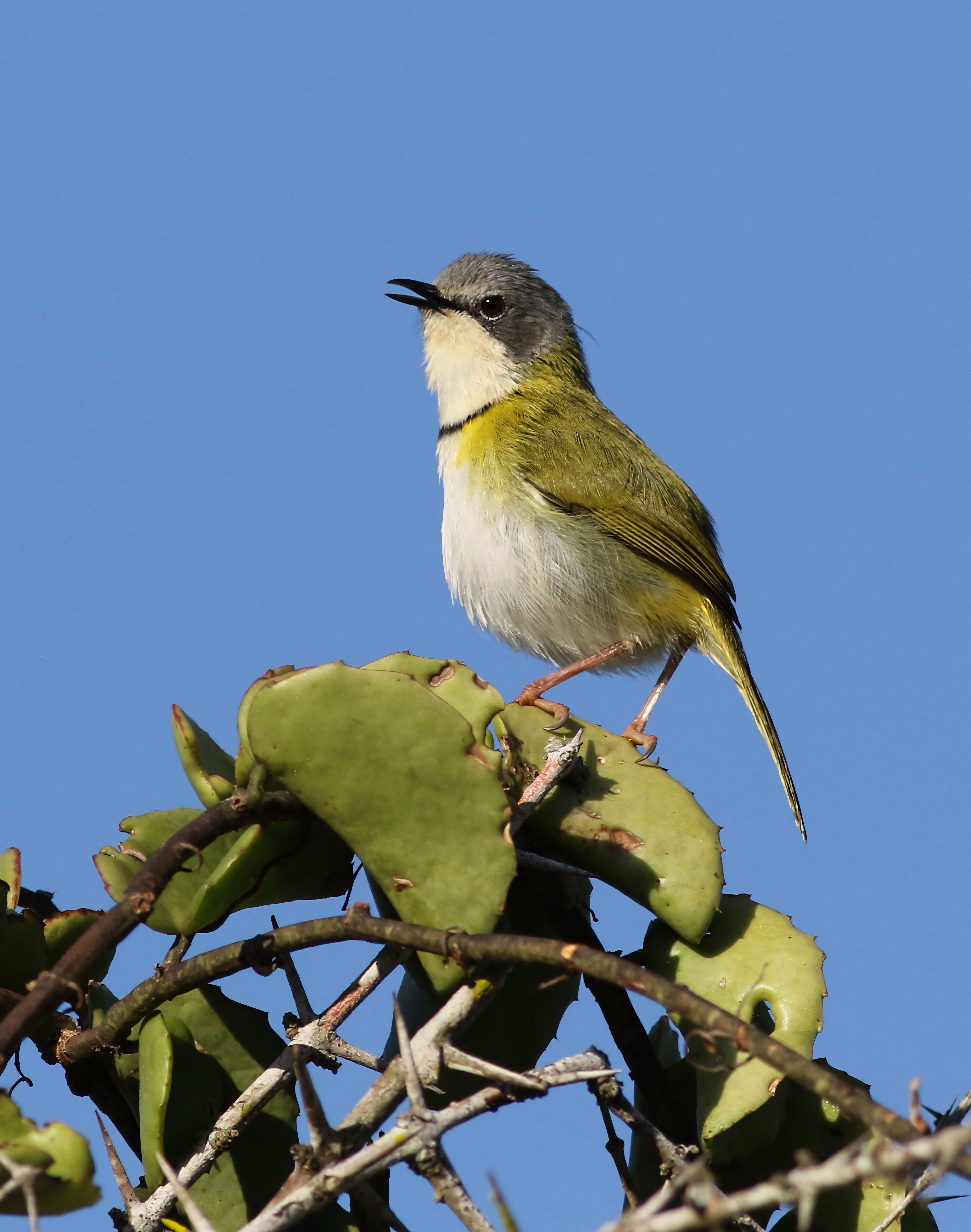 Rudd's Apalis Bird Perched on Branch in Nature · Free Stock Photo