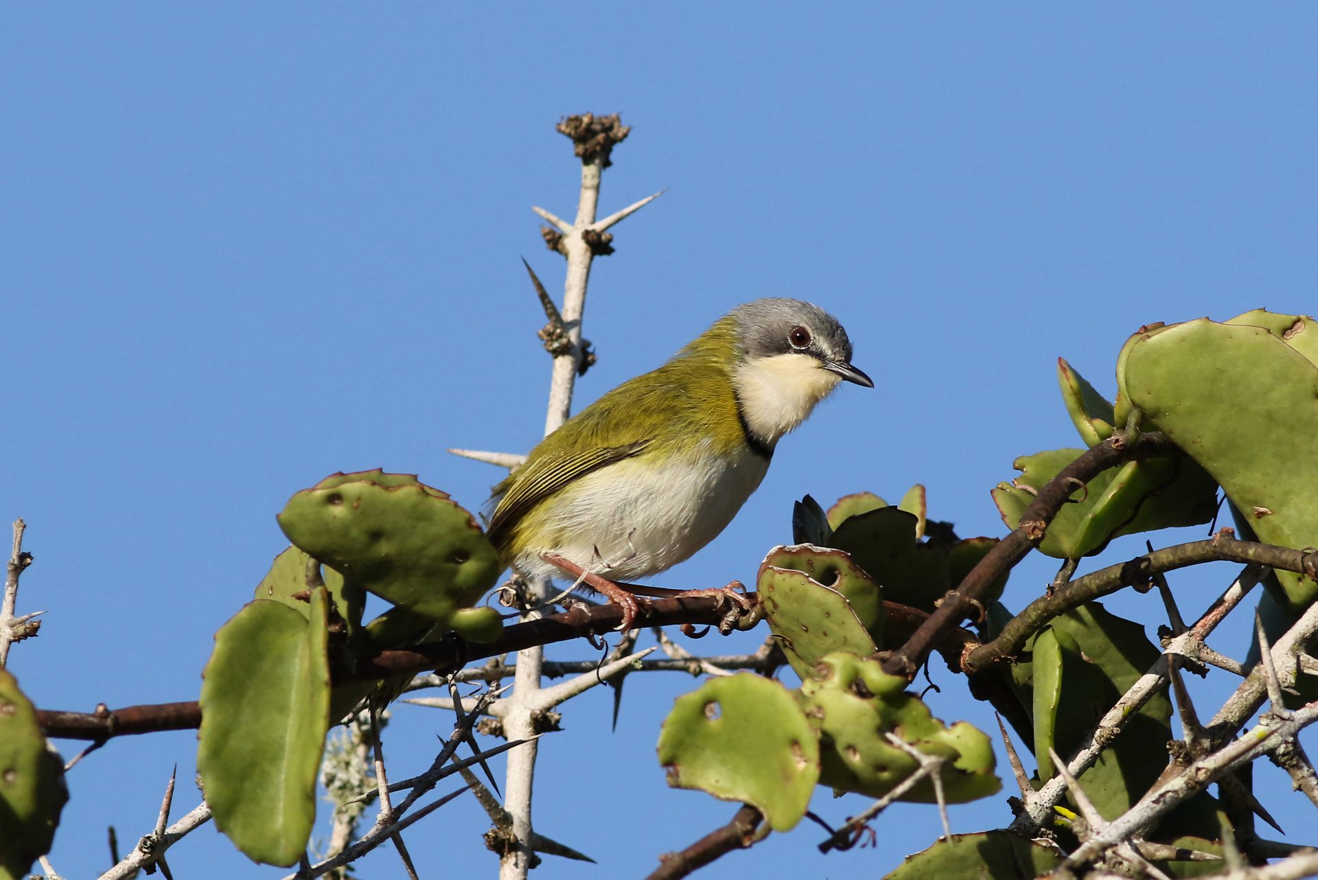 Free stock photo of apalis ruddi, bird, birds
