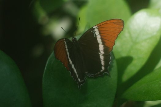 Close-up of a butterfly with orange wings sitting on a green leaf.
