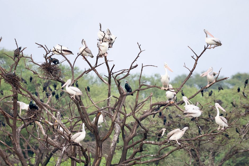 Flock of white pelicans and cormorants resting on leafless branches against a clear sky.