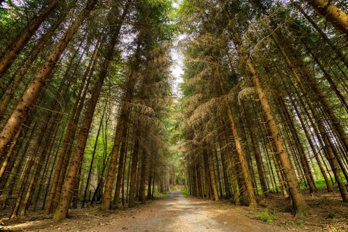 Free A serene forest path surrounded by towering trees in Zbraslavice, Czechia. Stock Photo
