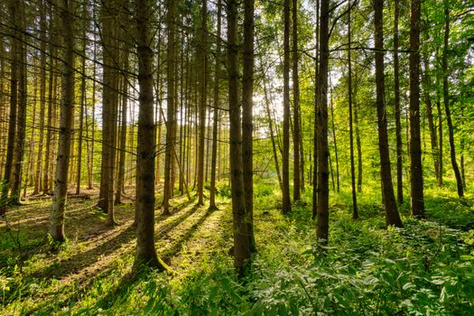 A sunlit forest with tall trees casting long shadows, Zbraslavice, Czech Republic.