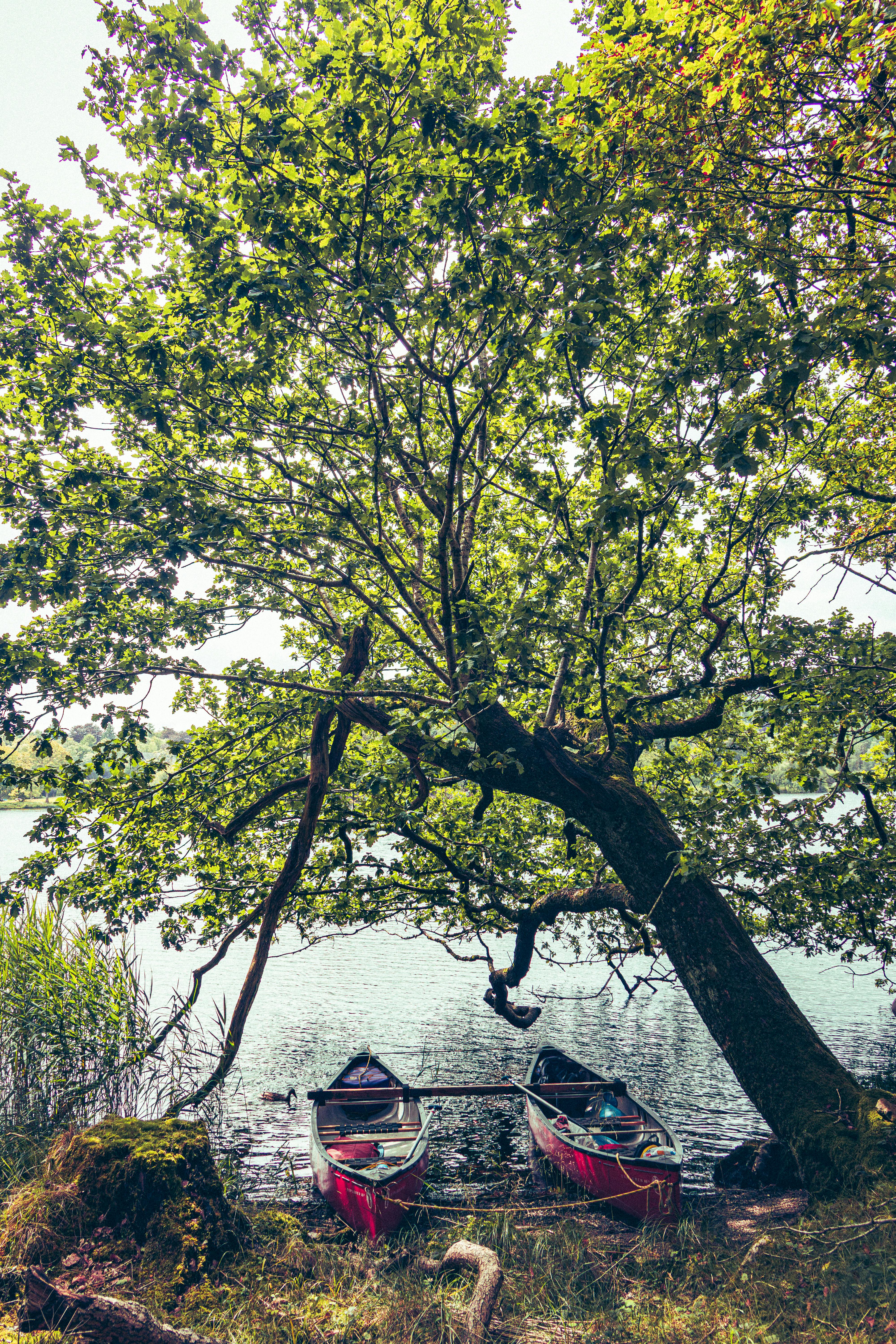 Discover tranquility with red canoes moored on a peaceful English woodland lake.