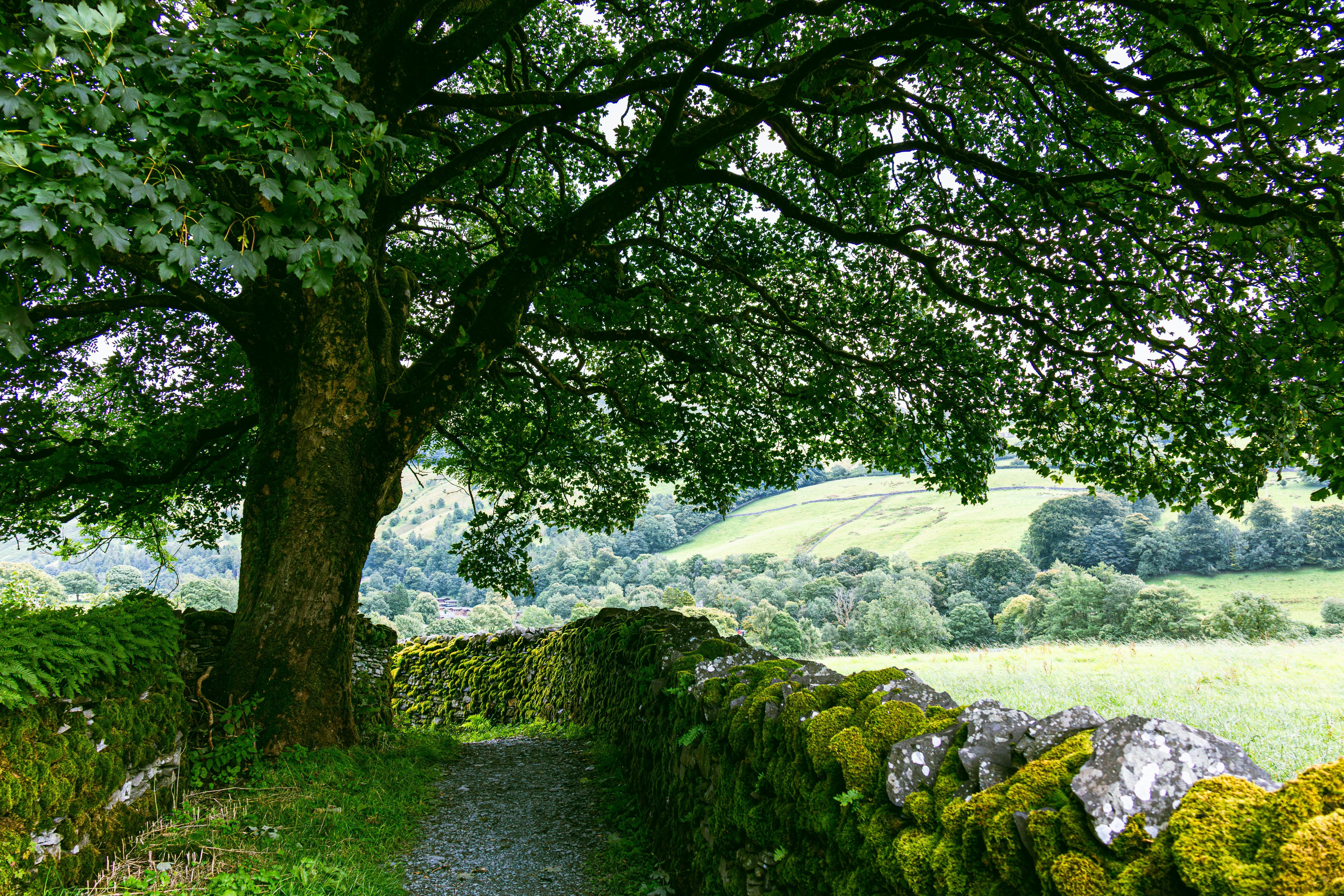 Peaceful trail under tree with stone walls in Troutbeck, England.