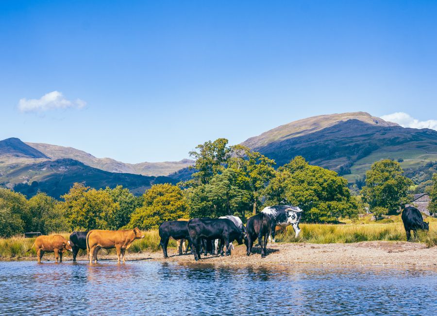 A herd of cows grazing by a lake in the picturesque Lake District, England, during summer.