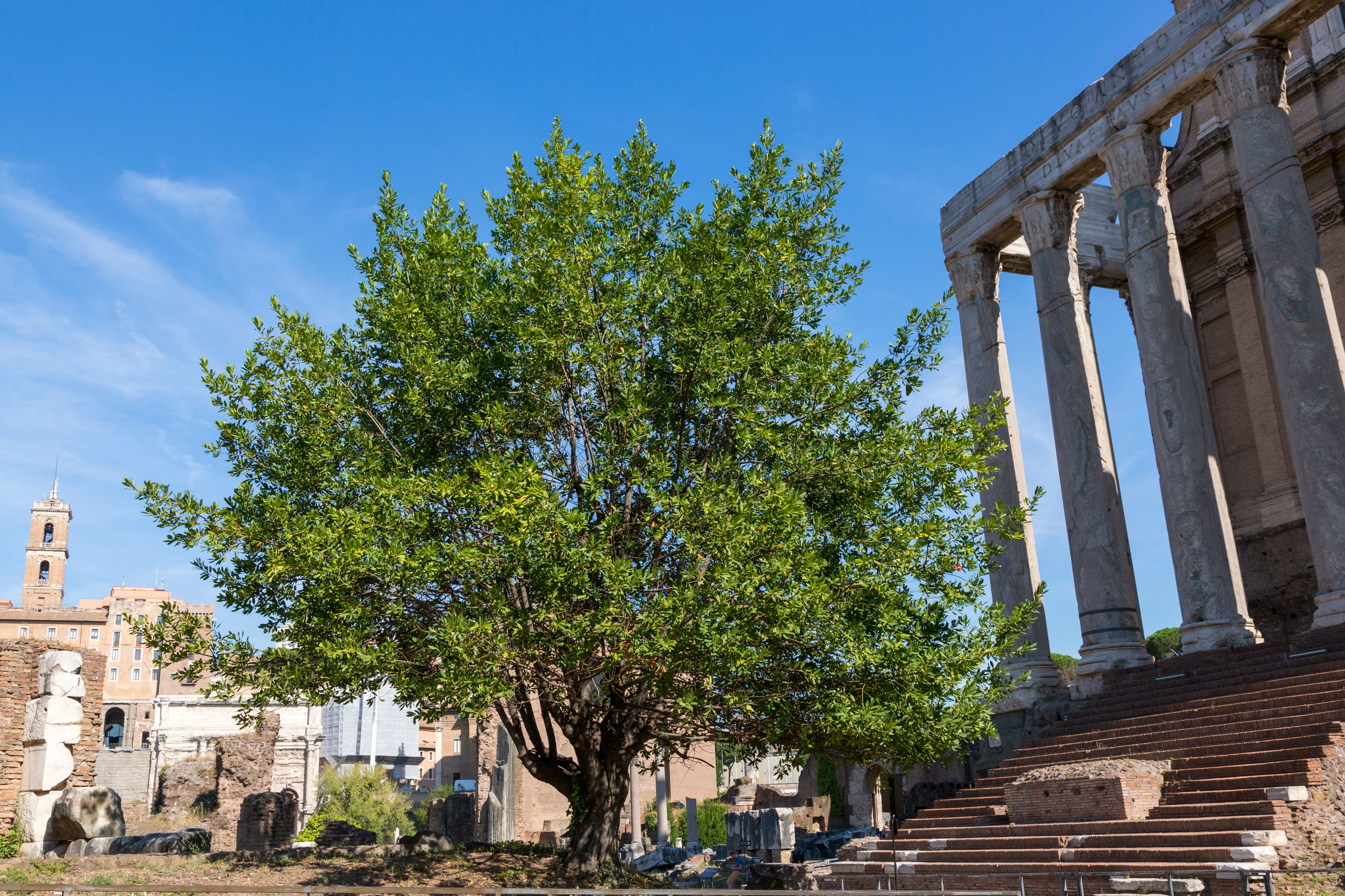 Ancient Roman Ruins with Vibrant Tree · Free Stock Photo