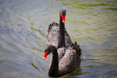 Free Two Black Swans glide across a tranquil pond, their reflections shimmering. Stock Photo