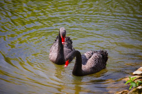 Free Elegant black swans swim peacefully in a serene pond, showcasing their beauty. Stock Photo