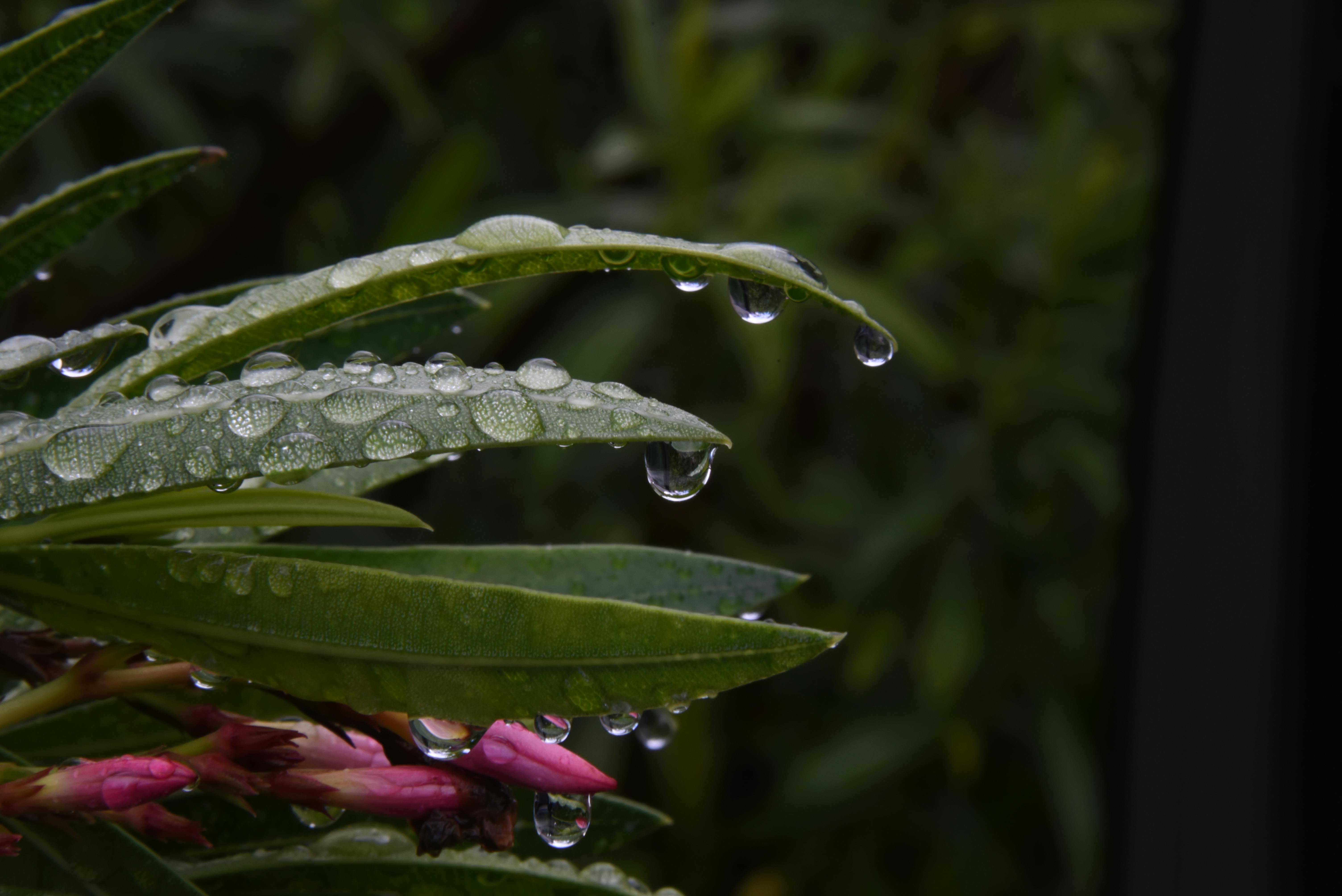 Taille du laurier-rose fané : le secret que le jardinier ne vous dira pas
