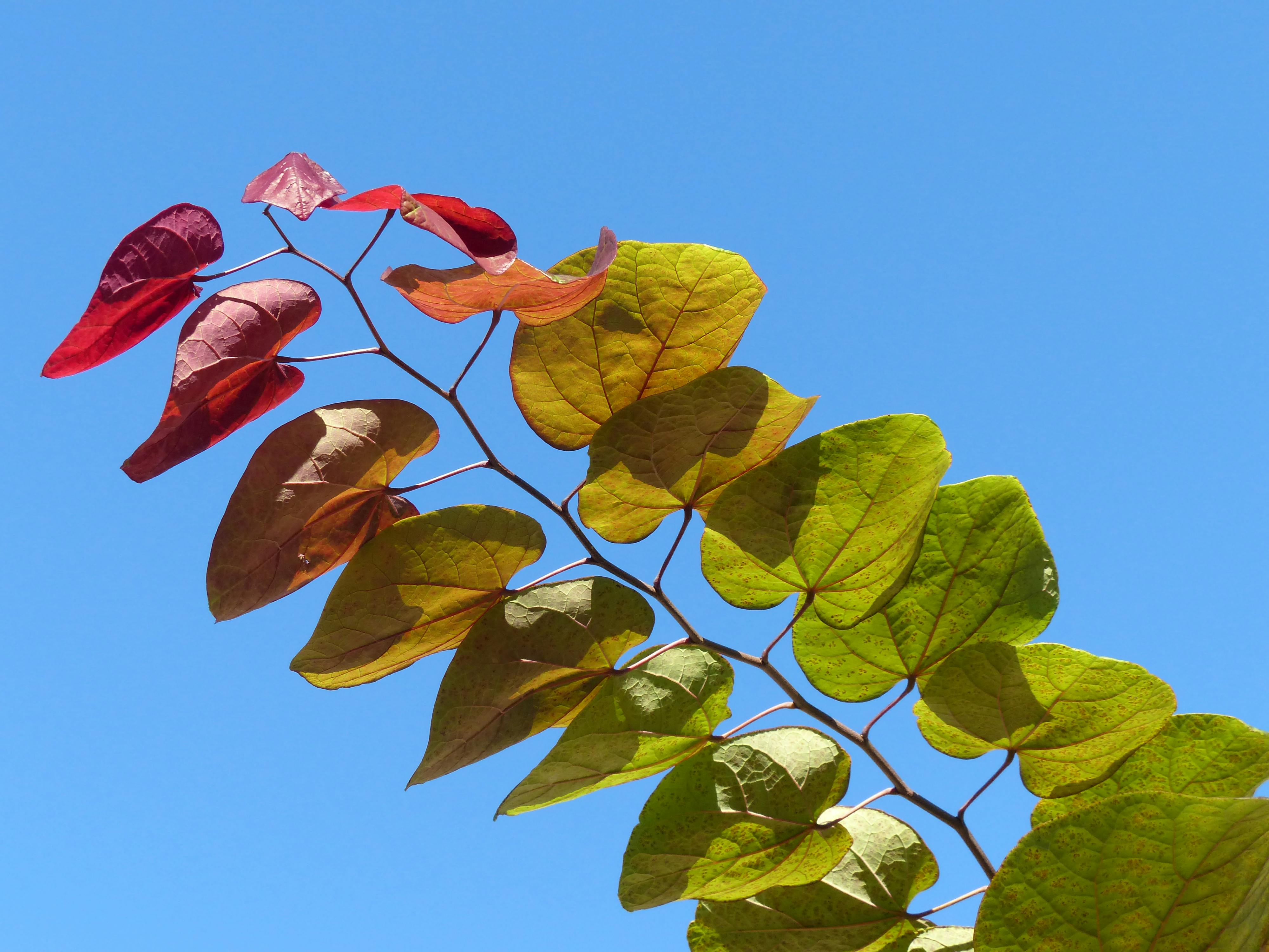Image related to Boys and Girls Club Employee Arrested for Lewd Act