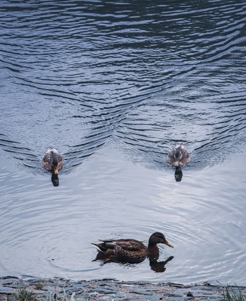 Free Three ducks gracefully swimming on a calm pond, creating ripples in the water. Stock Photo