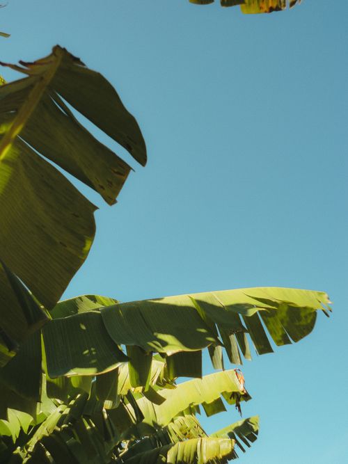 Free Tropical banana leaves with a clear blue sky in São Paulo, Brasil. Stock Photo