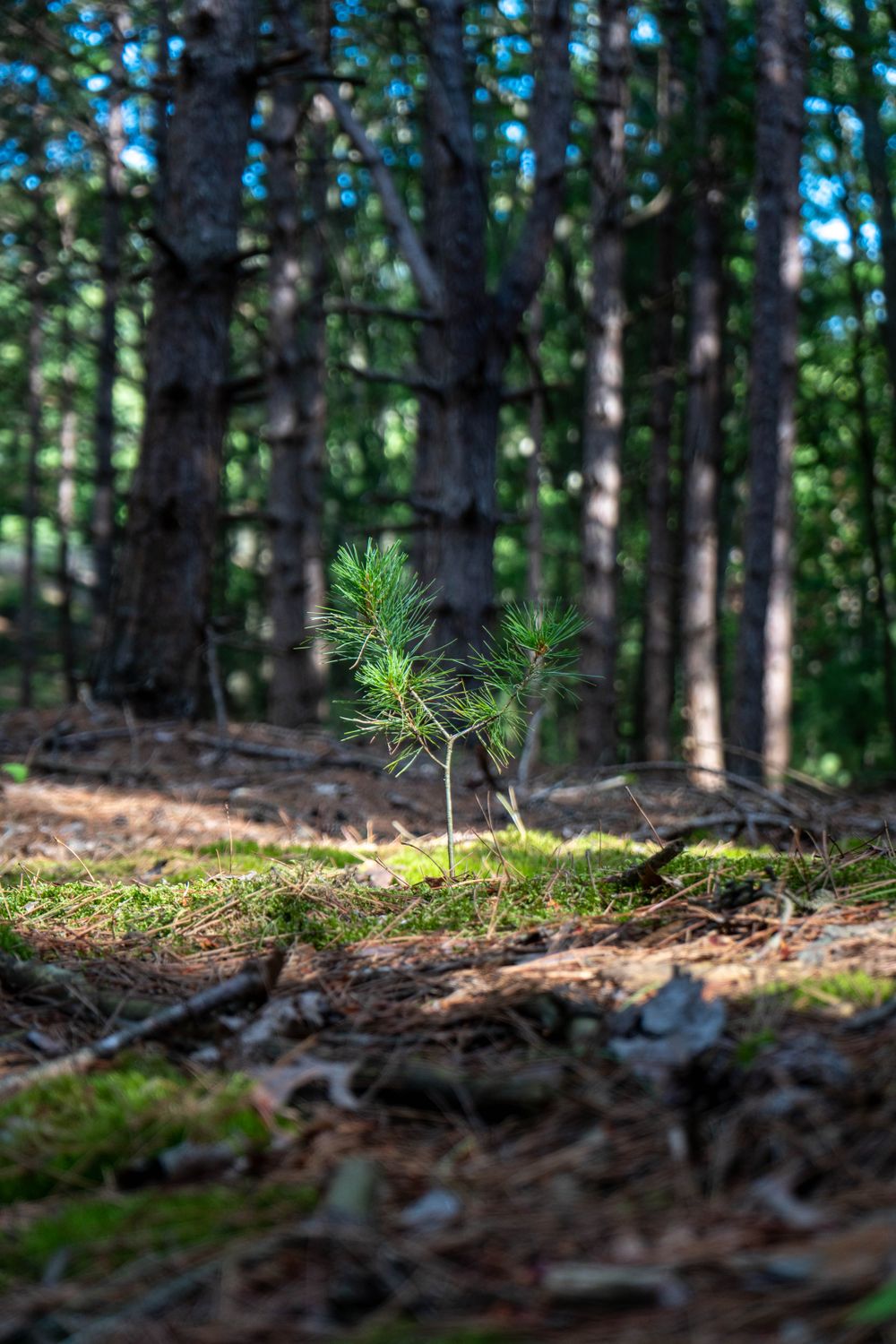 Young Pine Seedling Growing in Sunlit Forest · Free Stock Photo