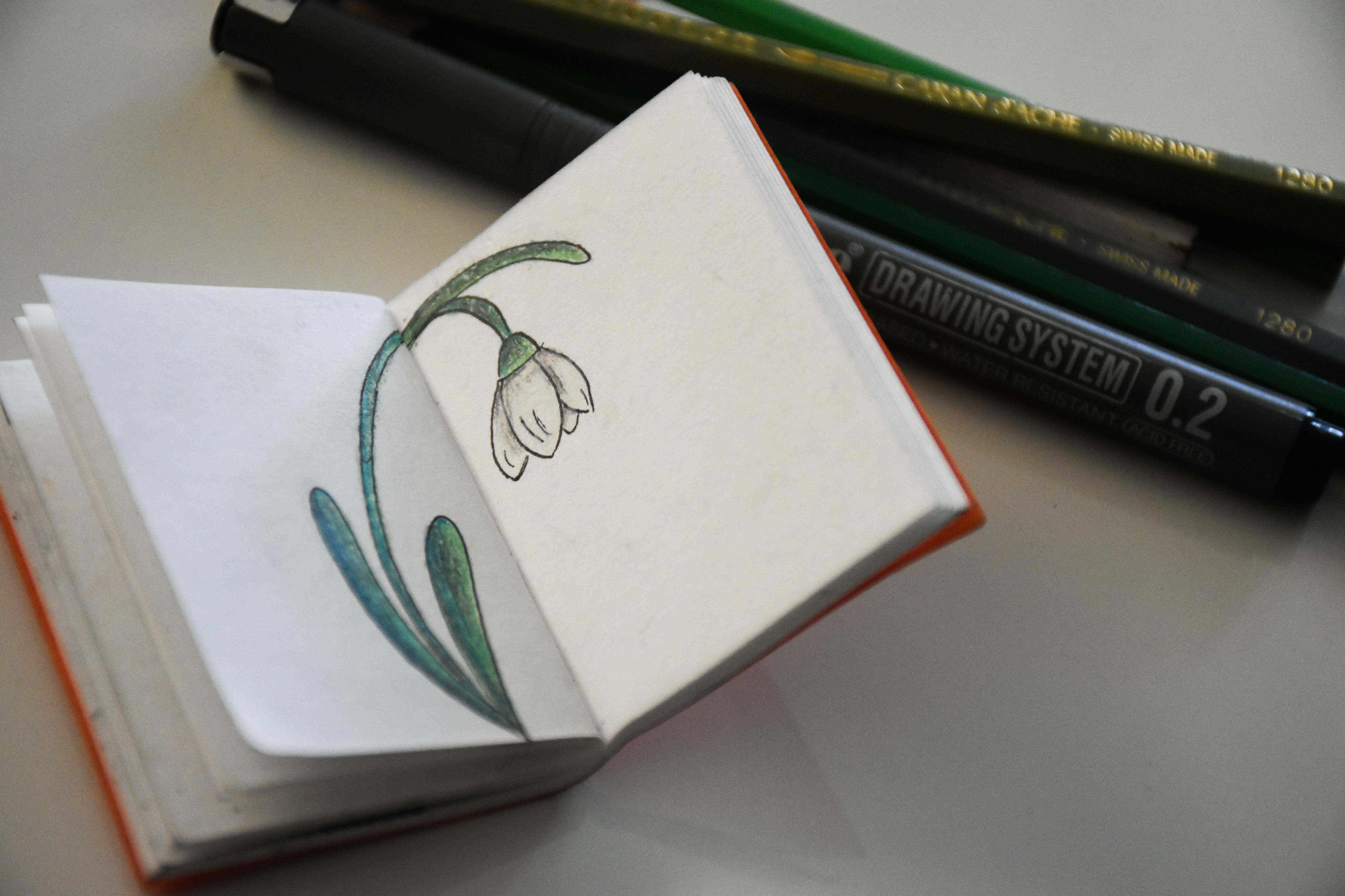 бесплатная Подробный набросок подснежника в миниатюрном альбоме с художественными инструментами для рисования на заднем плане. Стоковое фото