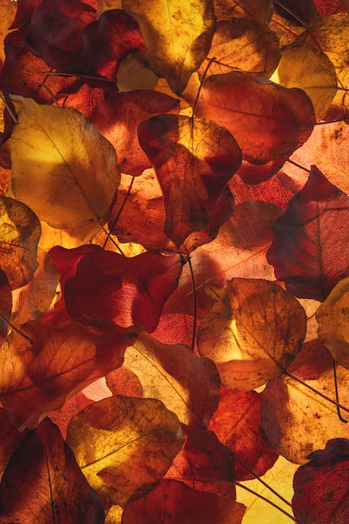 Безкоштовне стокове фото на тему «восени листя фону, листя, осіннє листя»