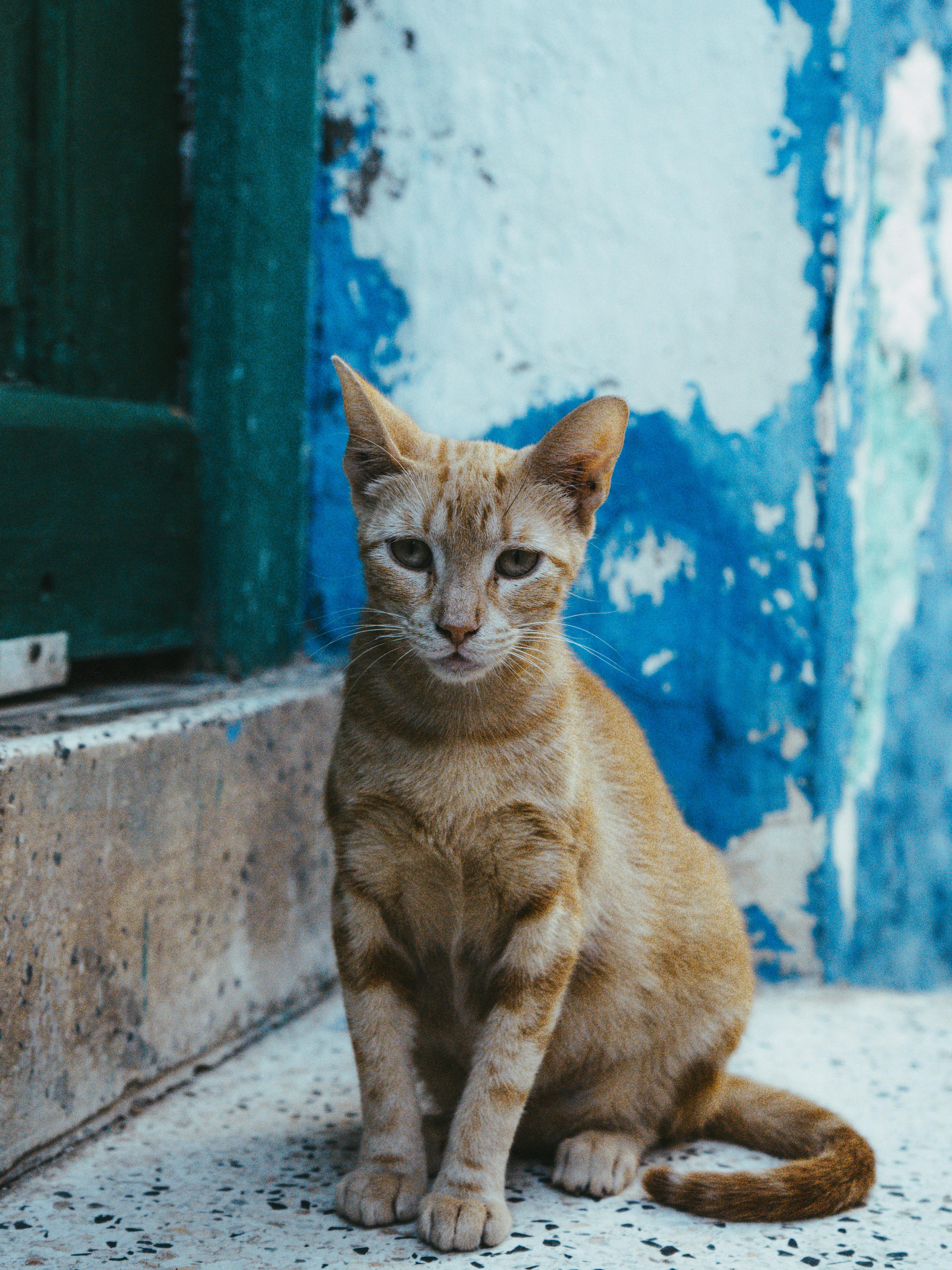A ginger cat sits by a blue wall in Asilah, Morocco. Artistic urban capture.