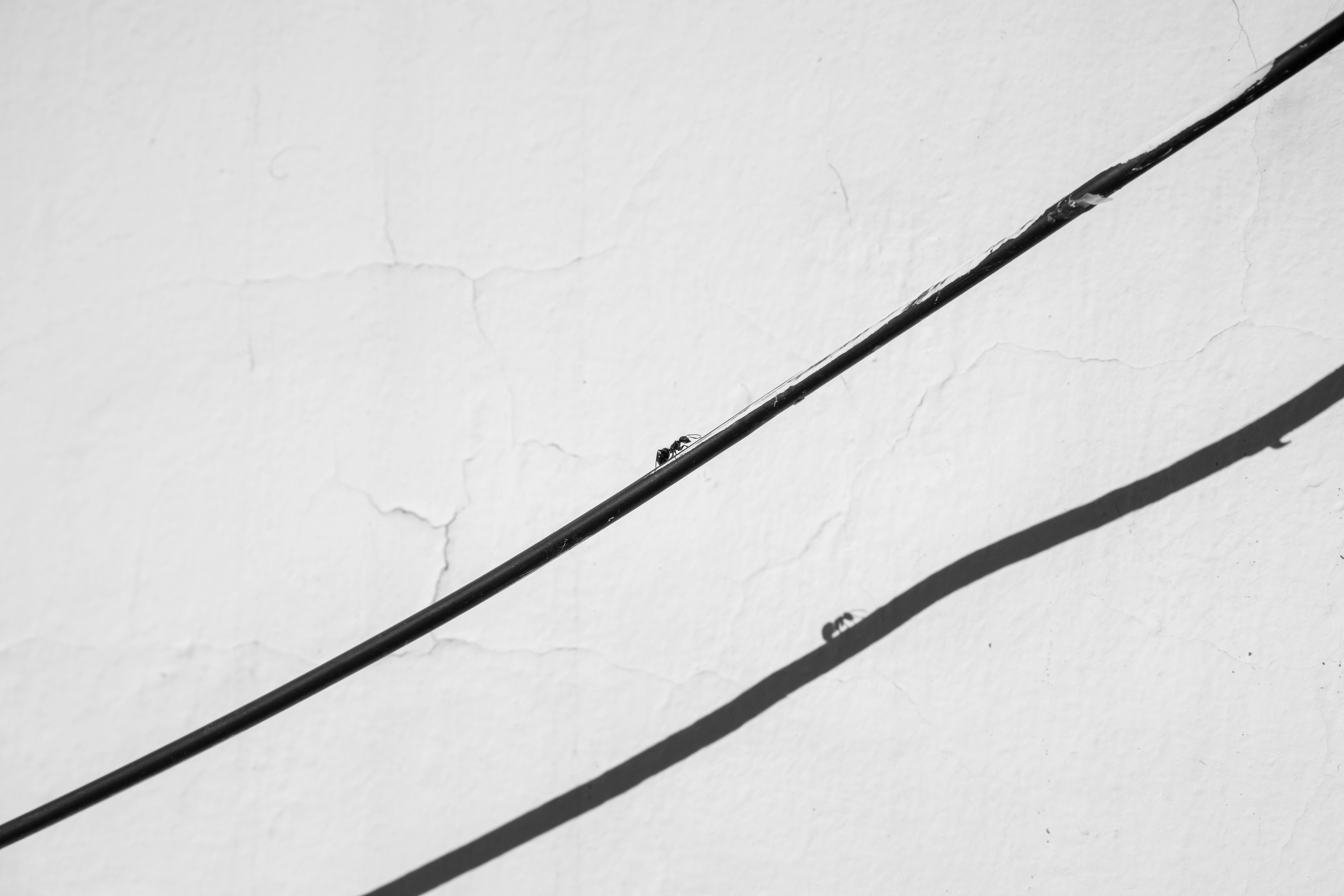 Gratis Fotografía minimalista en blanco y negro de una hormiga negra en un cable con su sombra en una pared texturizada. Foto de stock