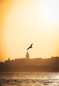 Bird soaring over the Golden Horn with Galata Tower silhouetted against sunset sky in Istanbul.