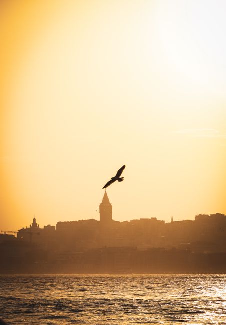 Bird soaring over the Golden Horn with Galata Tower silhouetted against sunset sky in Istanbul.