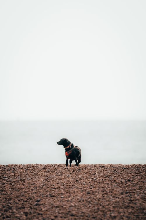 Free A solitary dog stands on Brighton Beach, gazing at the calm sea under an overcast sky. Stock Photo
