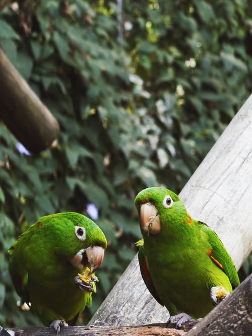 Free Close-up of two green parrots feeding on a wooden branch amidst lush foliage. Stock Photo