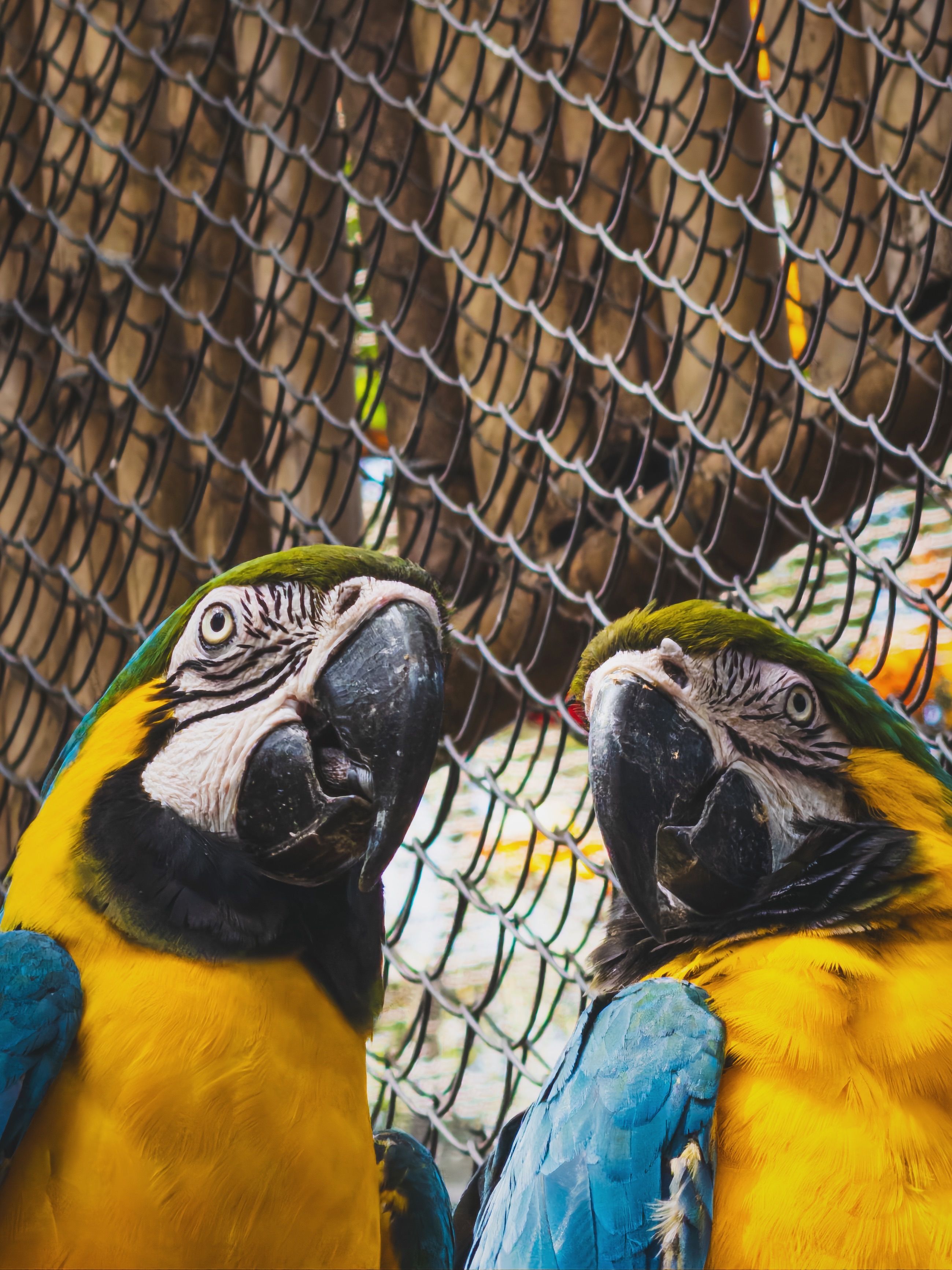 Photo inspiration: Vibrant Macaws Behind Mesh Fence In Zoo Photo Inspiration